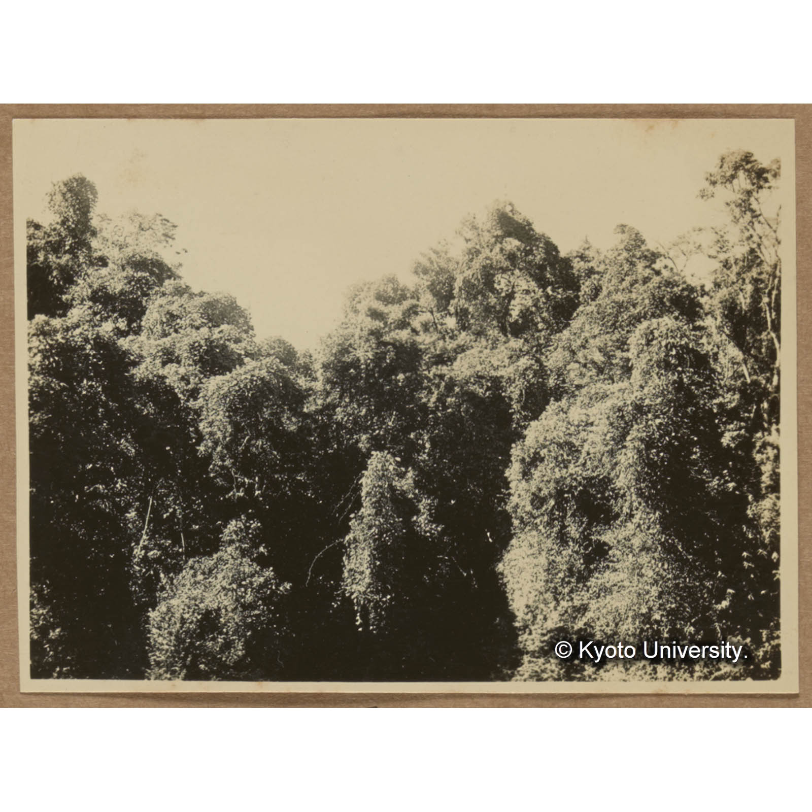 蔓茎の多き樹林の上面（藤枝駐在所東三又路付近） (1)