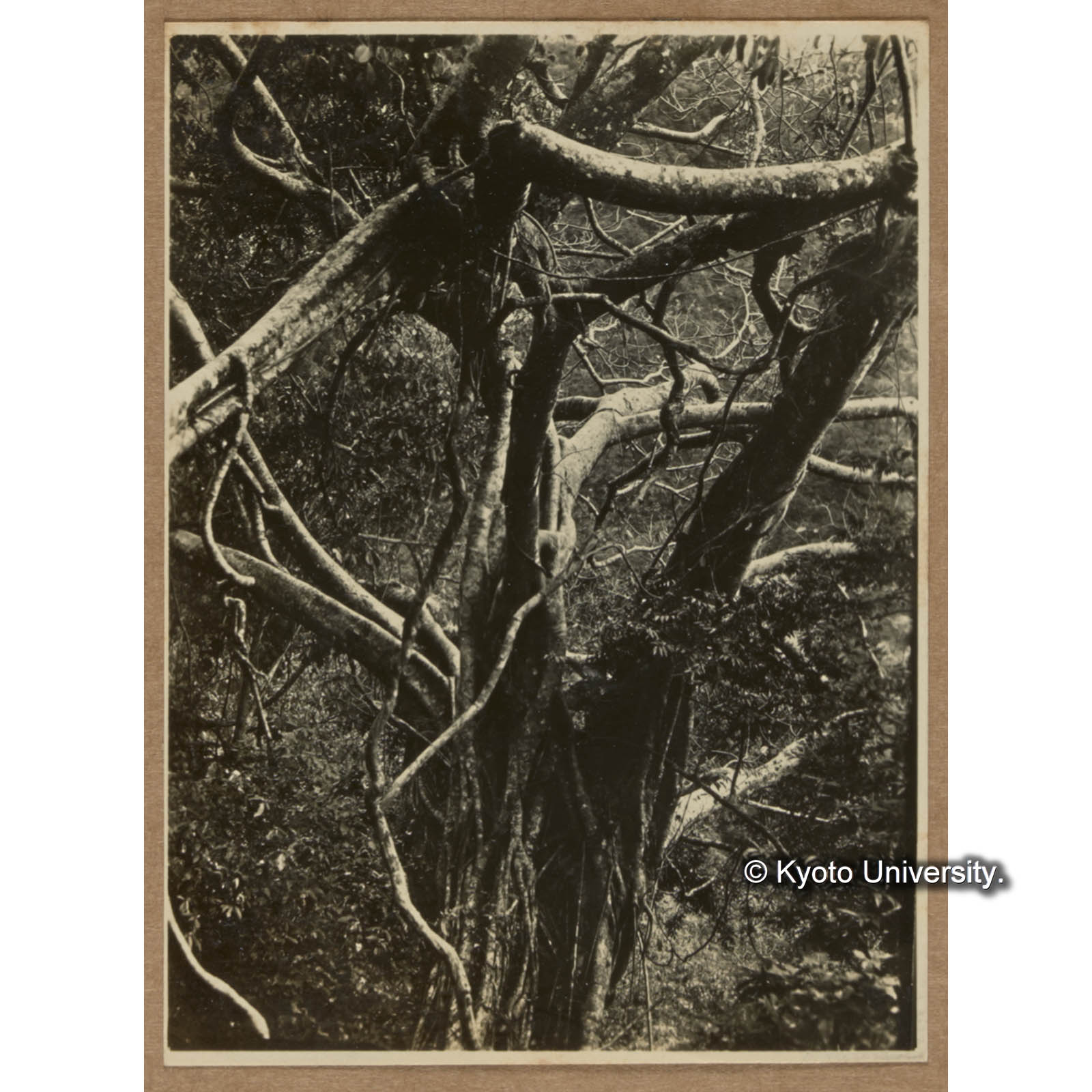 気根を垂れ畸形を呈するアコウ（土山以佐美氏撮影）（三合渓） (1)