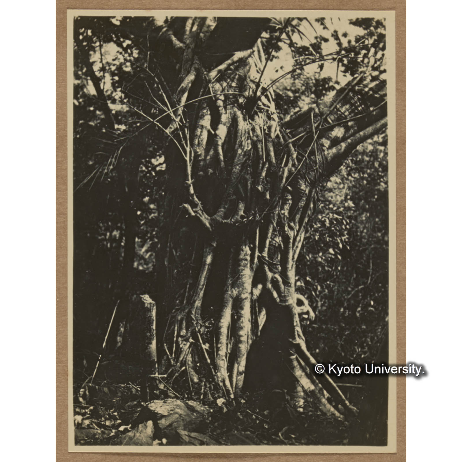 アコウ。その上には色々の植物が雑居している。正面に見ゆるはクロツグである（大原） (1)