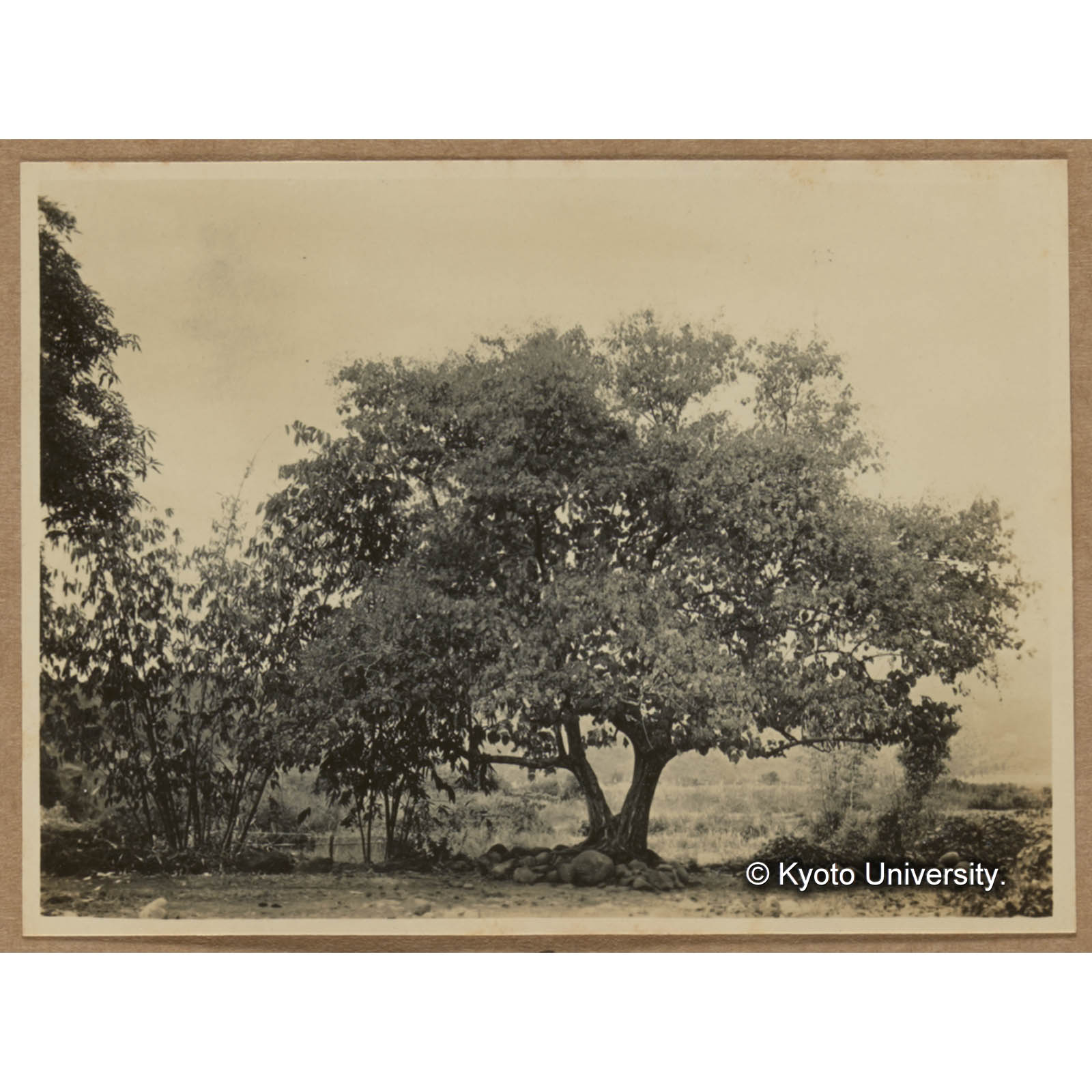 フウセンアカメガシワ（尾庄） (1)