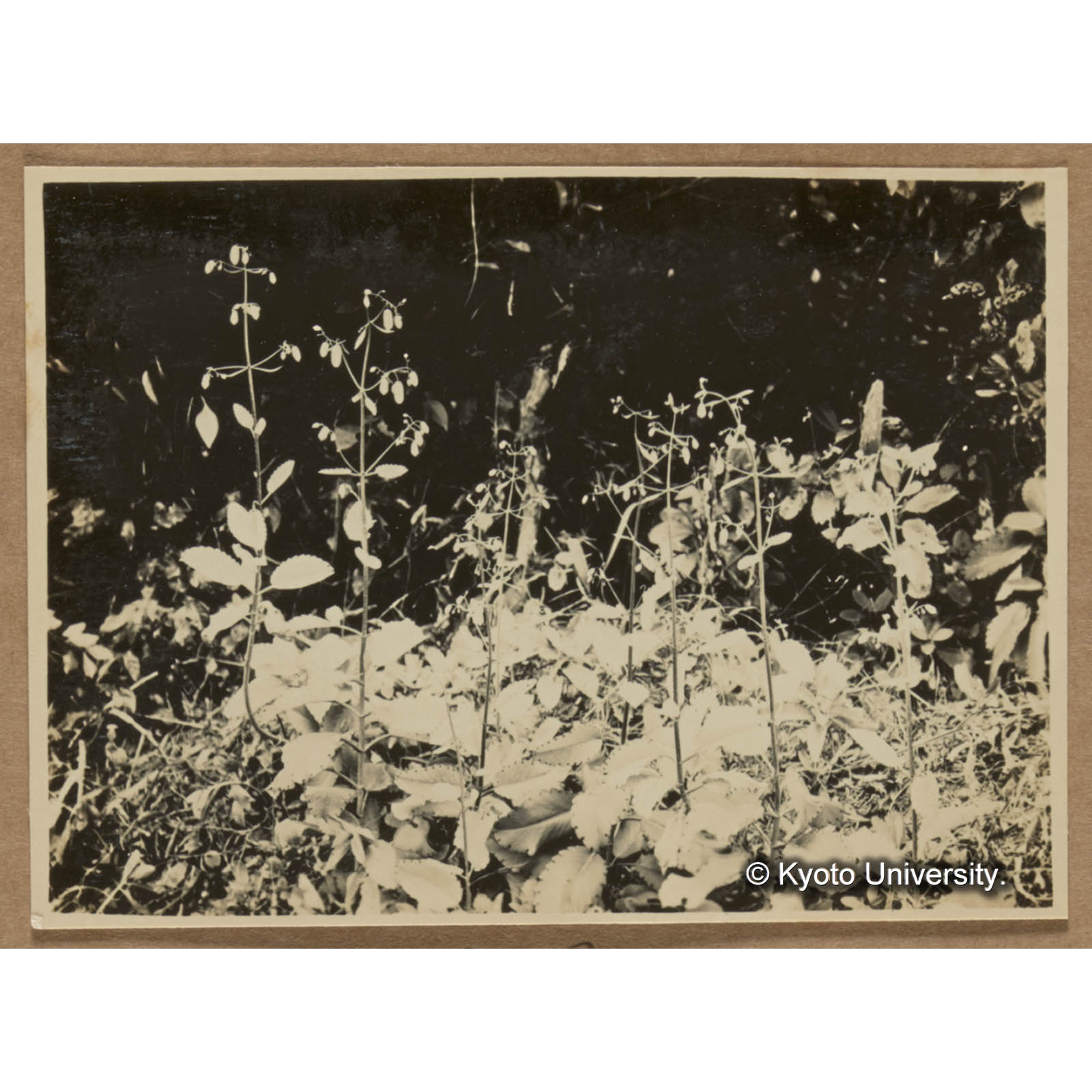 トウロウソウ（セイロンベンケイ）。景天科に属する植物で礫の多き土地に良く生じ多肉の茎葉は長き乾燥にも堪え得る（三合） (1)