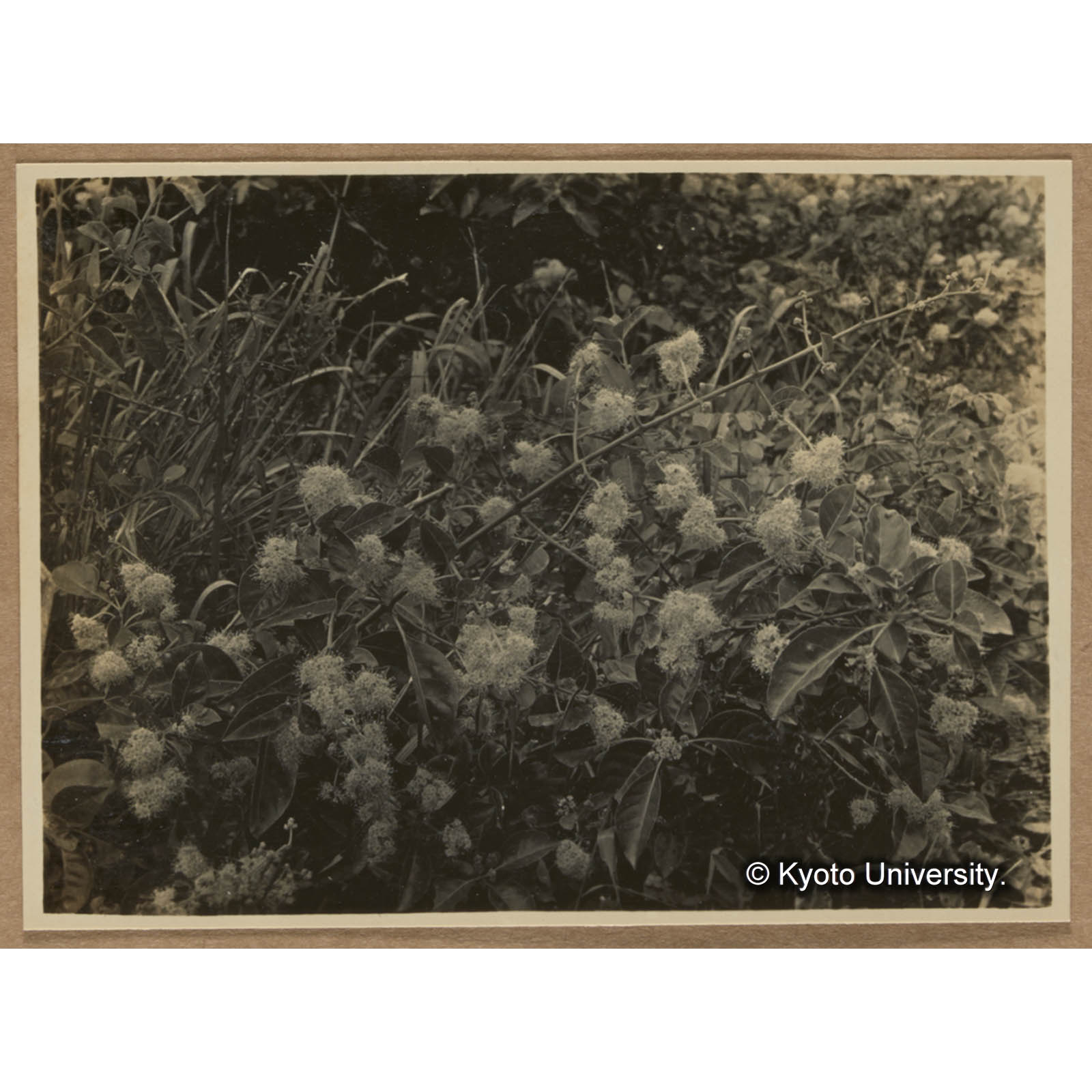 トゲカヅラ（オシロイバナ科）。名の如く刺多し。写真の如く黄花を多数綴る。土人は枝草（ｷｰﾂｱｳ）と教えてくれた（三合） (1)