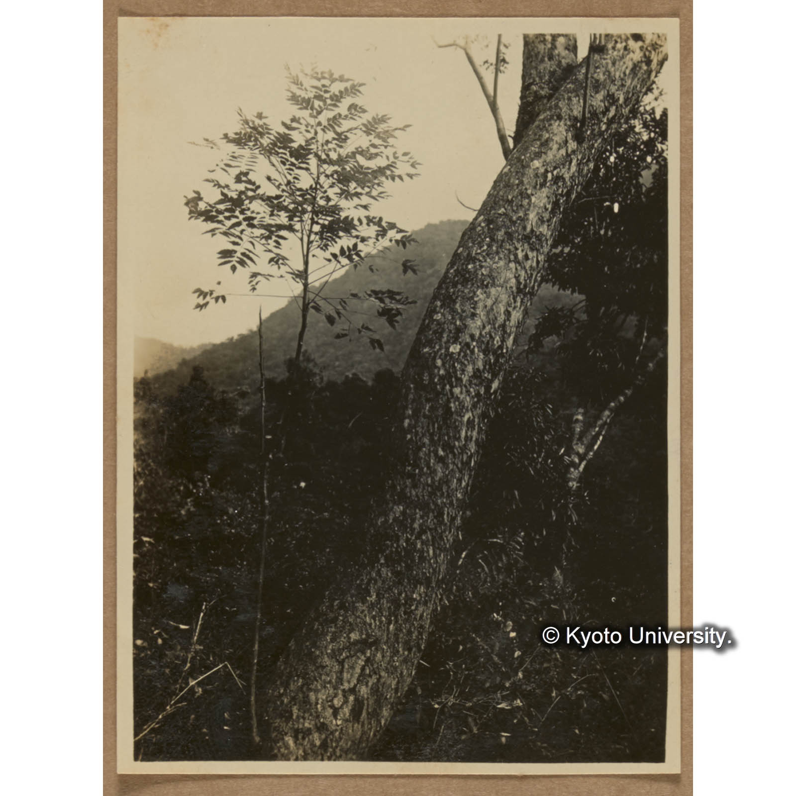 タイワンモクゲンジ（ムクロジ科）（三合） (1)