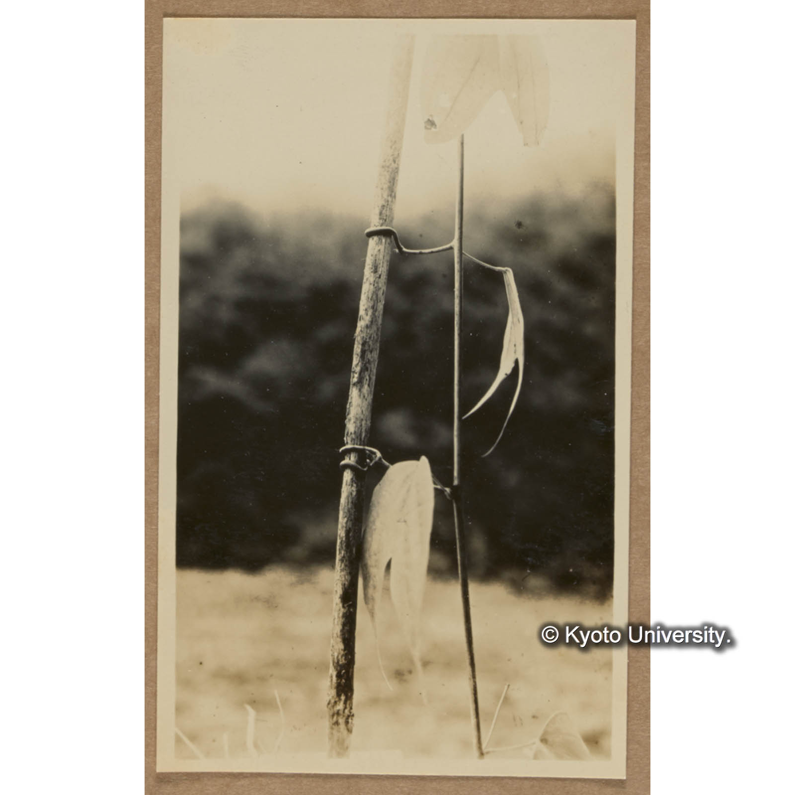 キクカボク（豆科）（三合） (1)