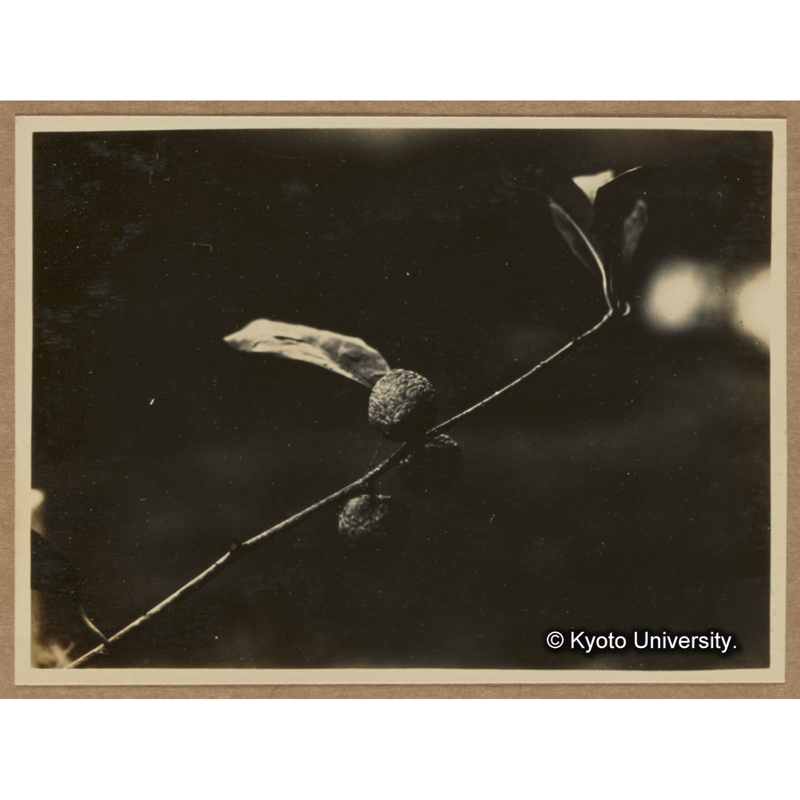 同。果実を有する枝 (1)