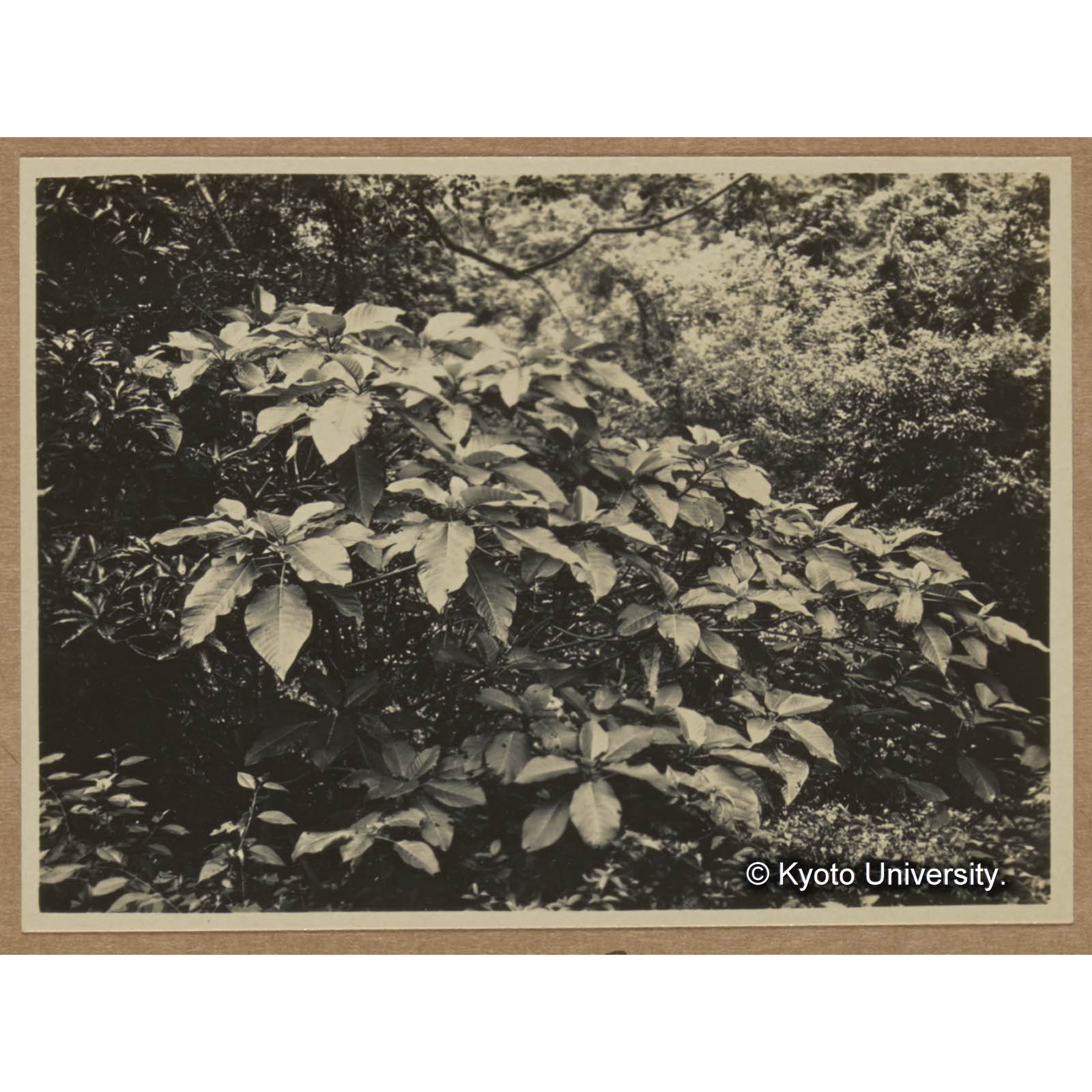 イラノキ（イラクサ科）（三合渓） (1)