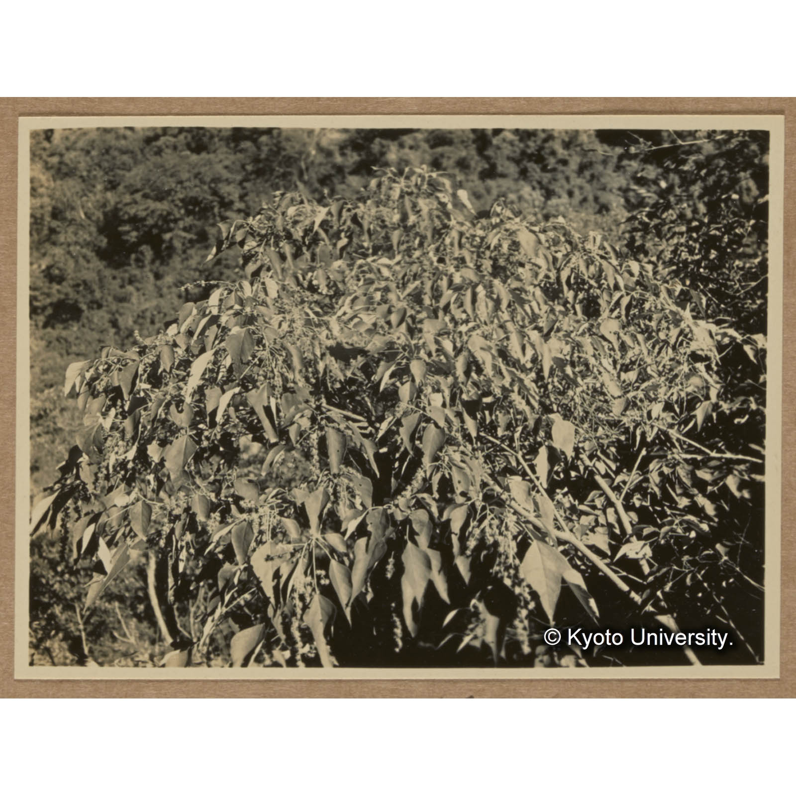 ウラジロアカメガシワ（大戟科）（三合渓）　注トウダイグサ科 (1)