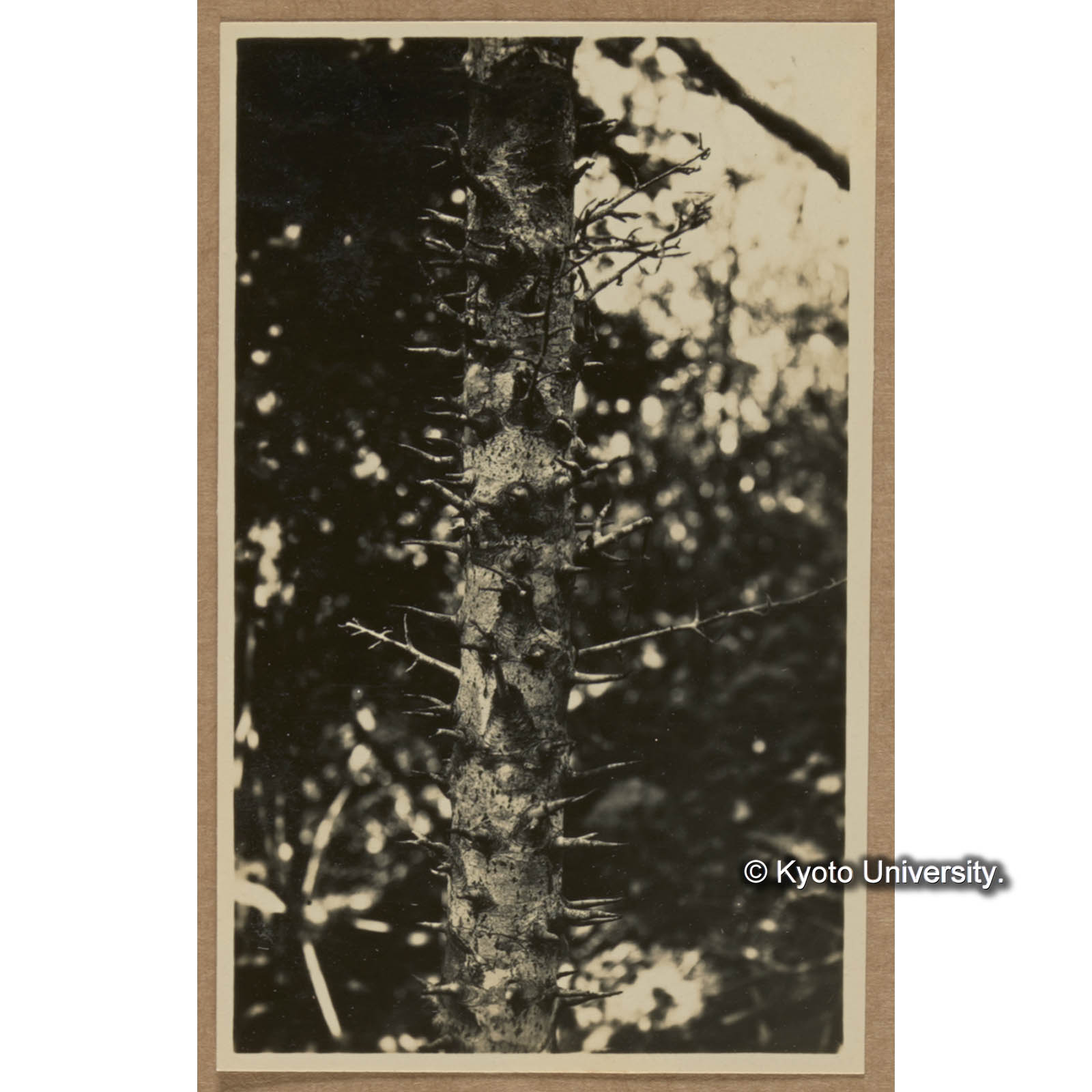 タイワンリンゴの若木の幹（扇平） (1)