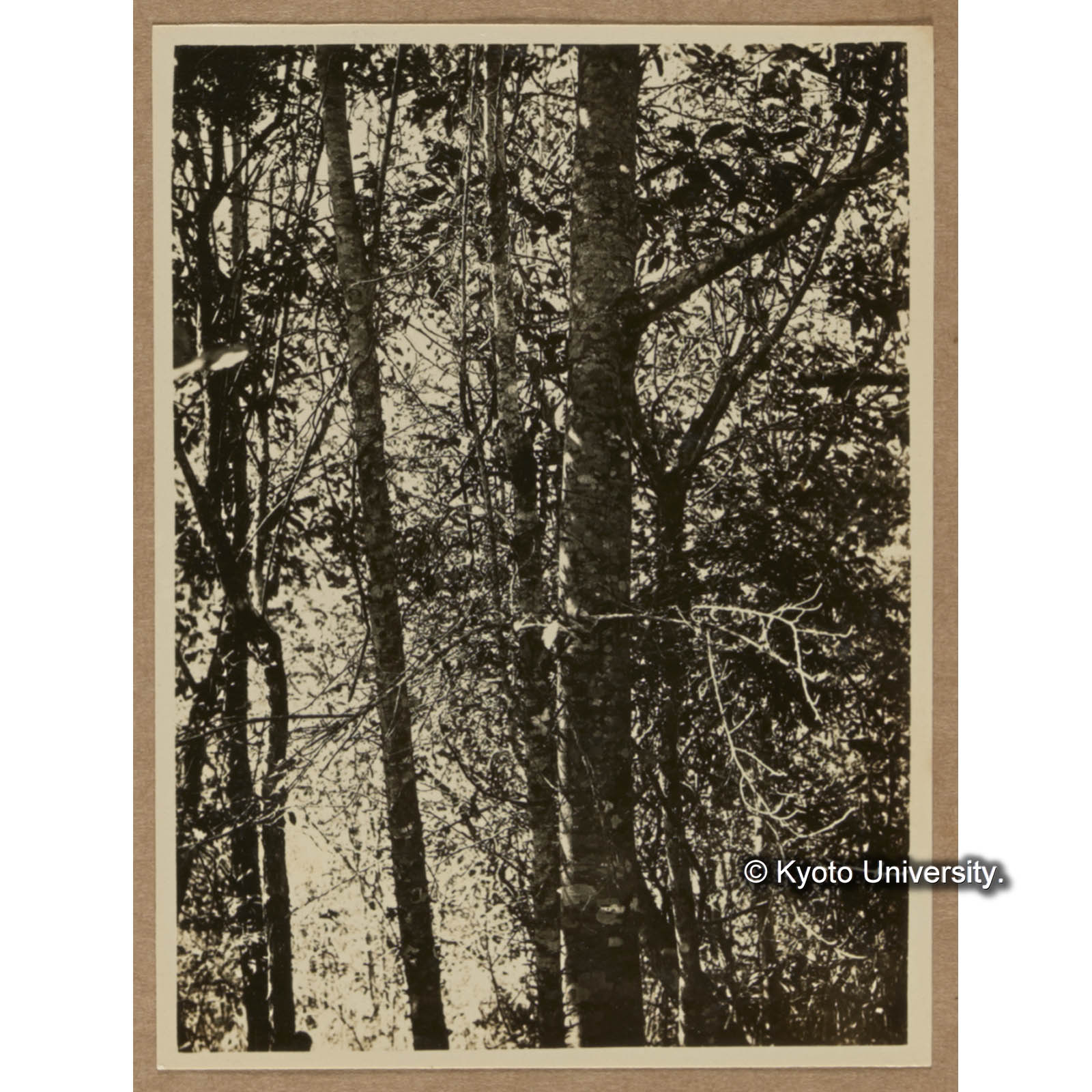 タイワンリンゴとハンノハエゴノキ。中央太き幹が後者でその左にほぼ同大に見える二本が前者である（扇平） (1)