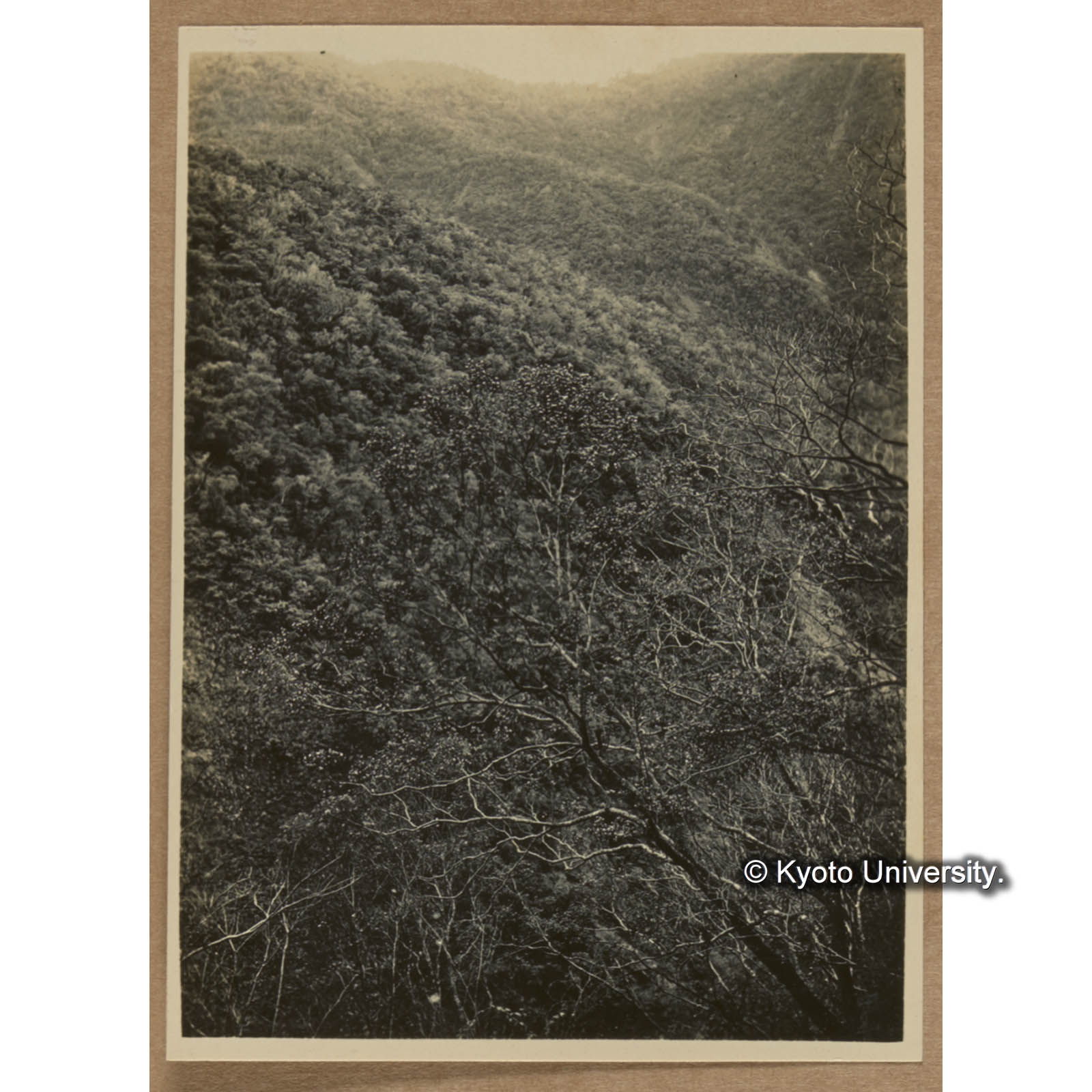 扇平付近の林相。前景果実を有するはタイワンモクゲンジ (1)