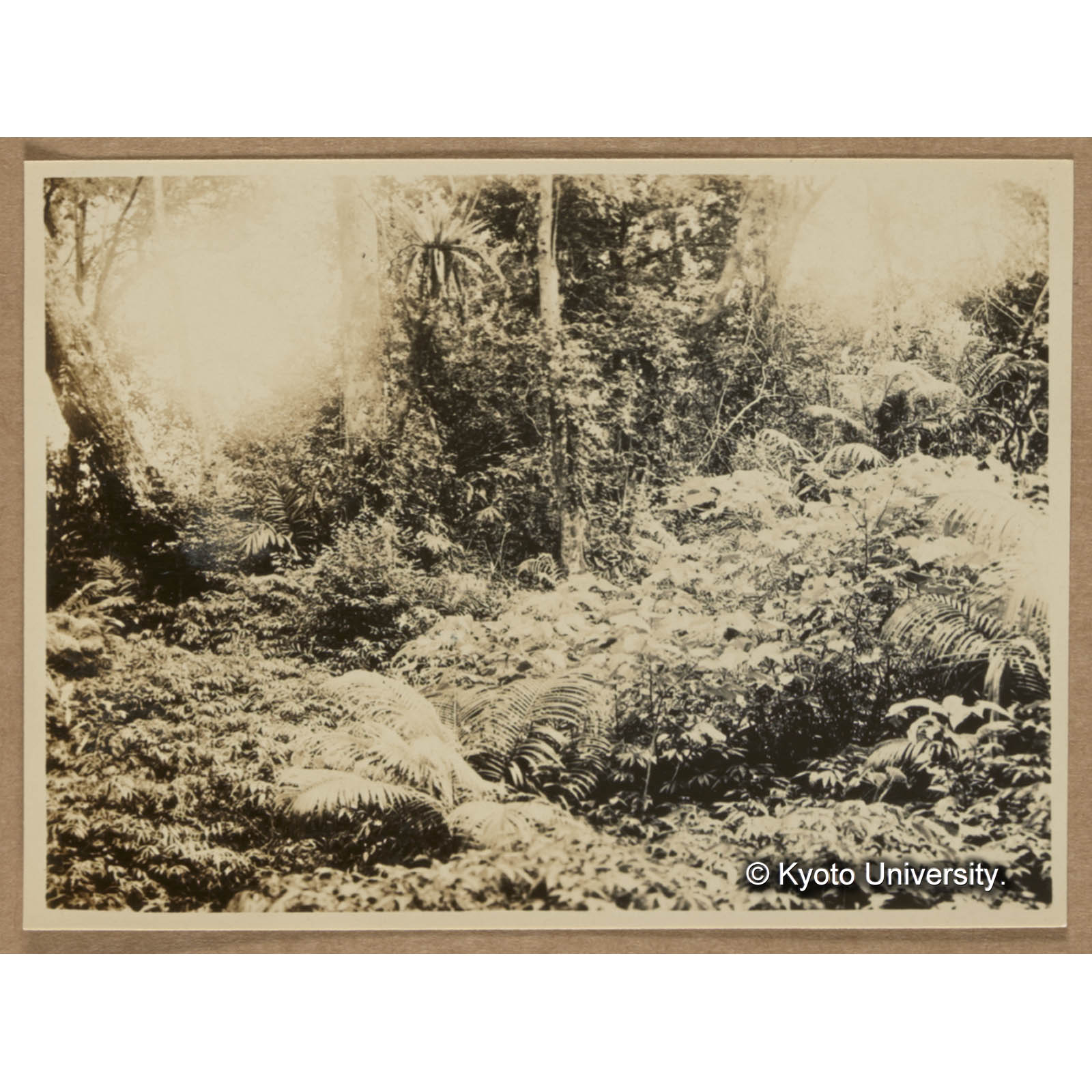 疎開地に生ずる植物。（扇平）一面にホソバノキミズが生じウラジロアカメガシワの稚樹が良く発生している。マキバクサギもかかる処には多く，前面に見ゆるは水藤で黄藤も少なくはない (1)