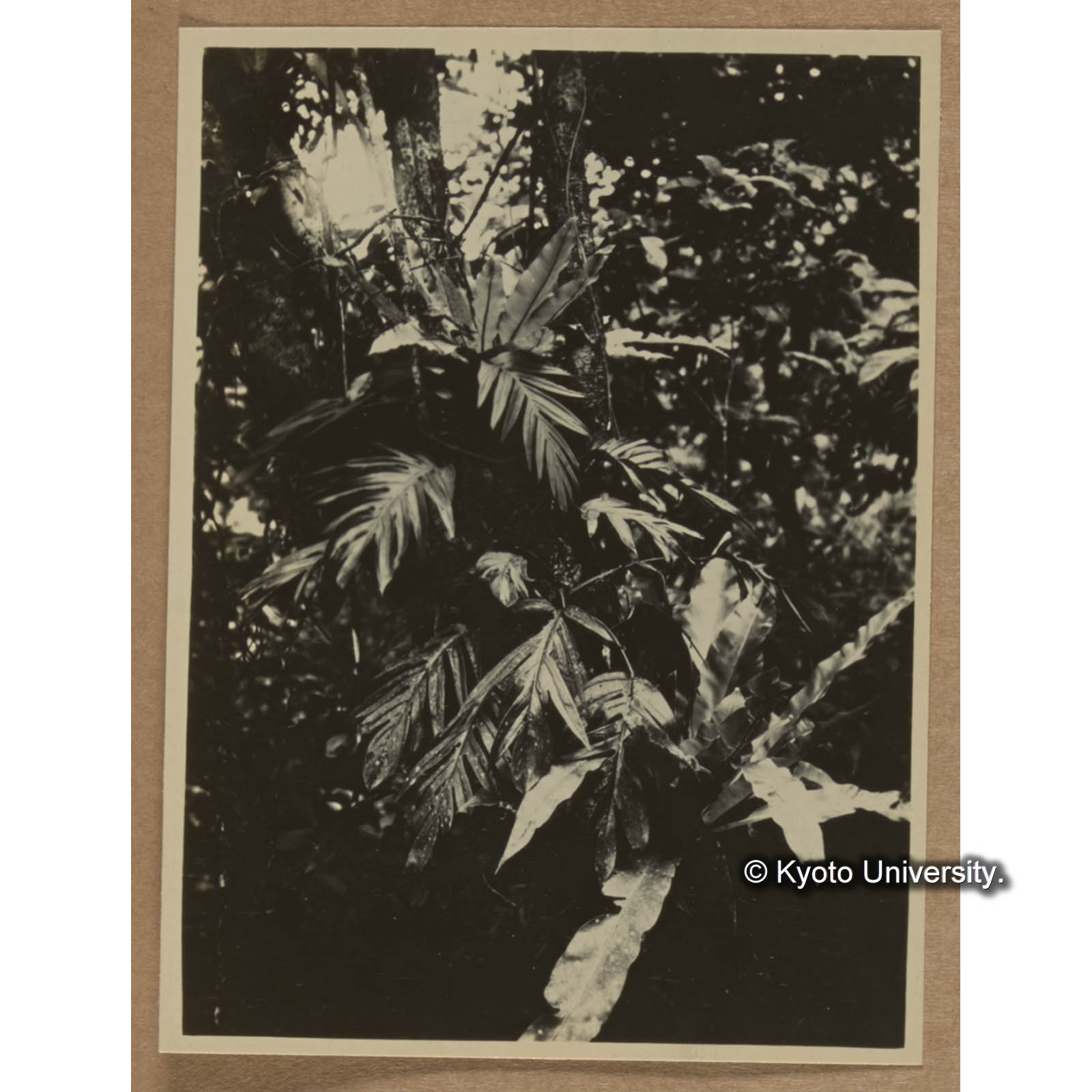 ハブカヅラとオオタニワタリ（扇平） (1)