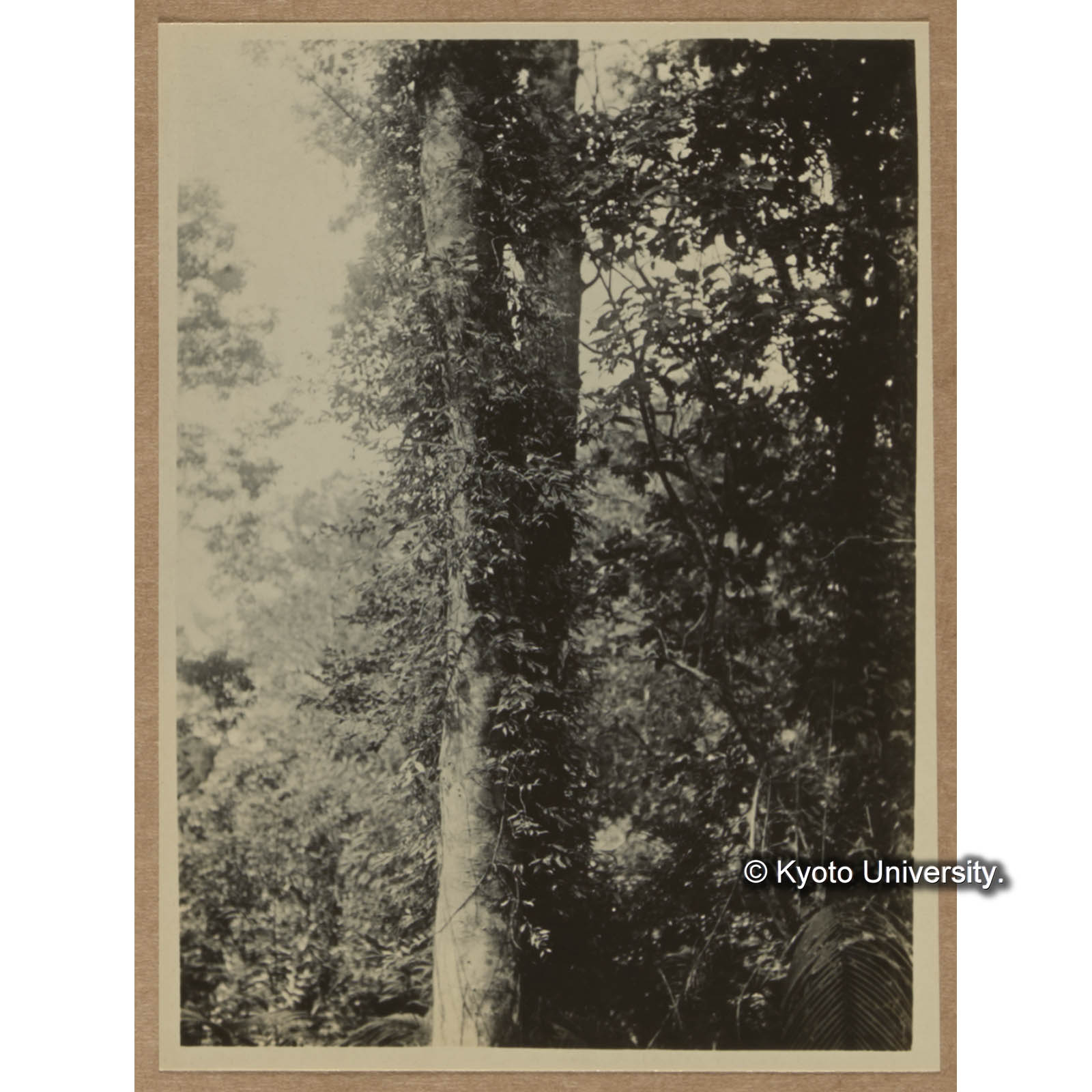 ユズノハカヅラ（扇平） (1)