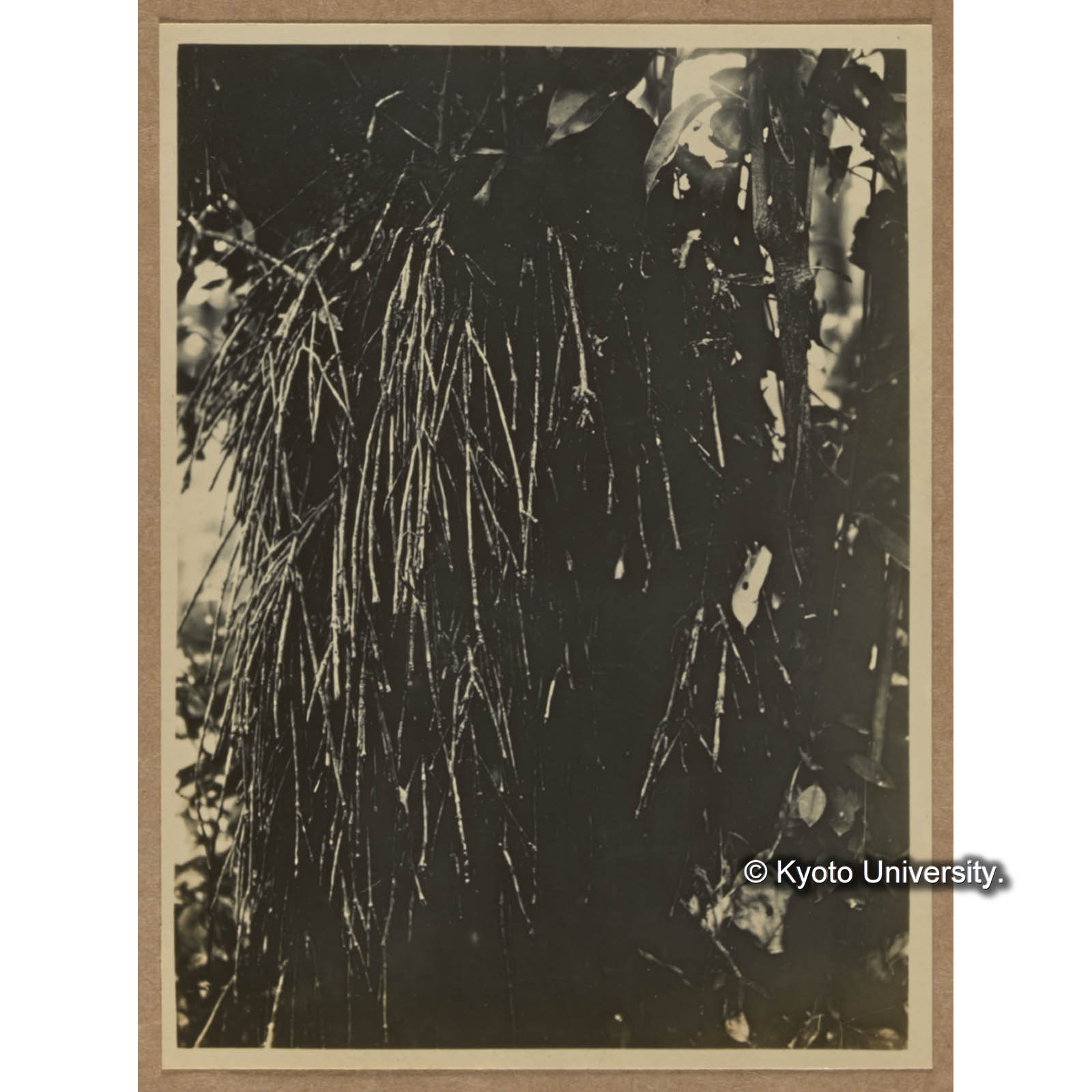 シナクスモドキの気根（扇平） (1)