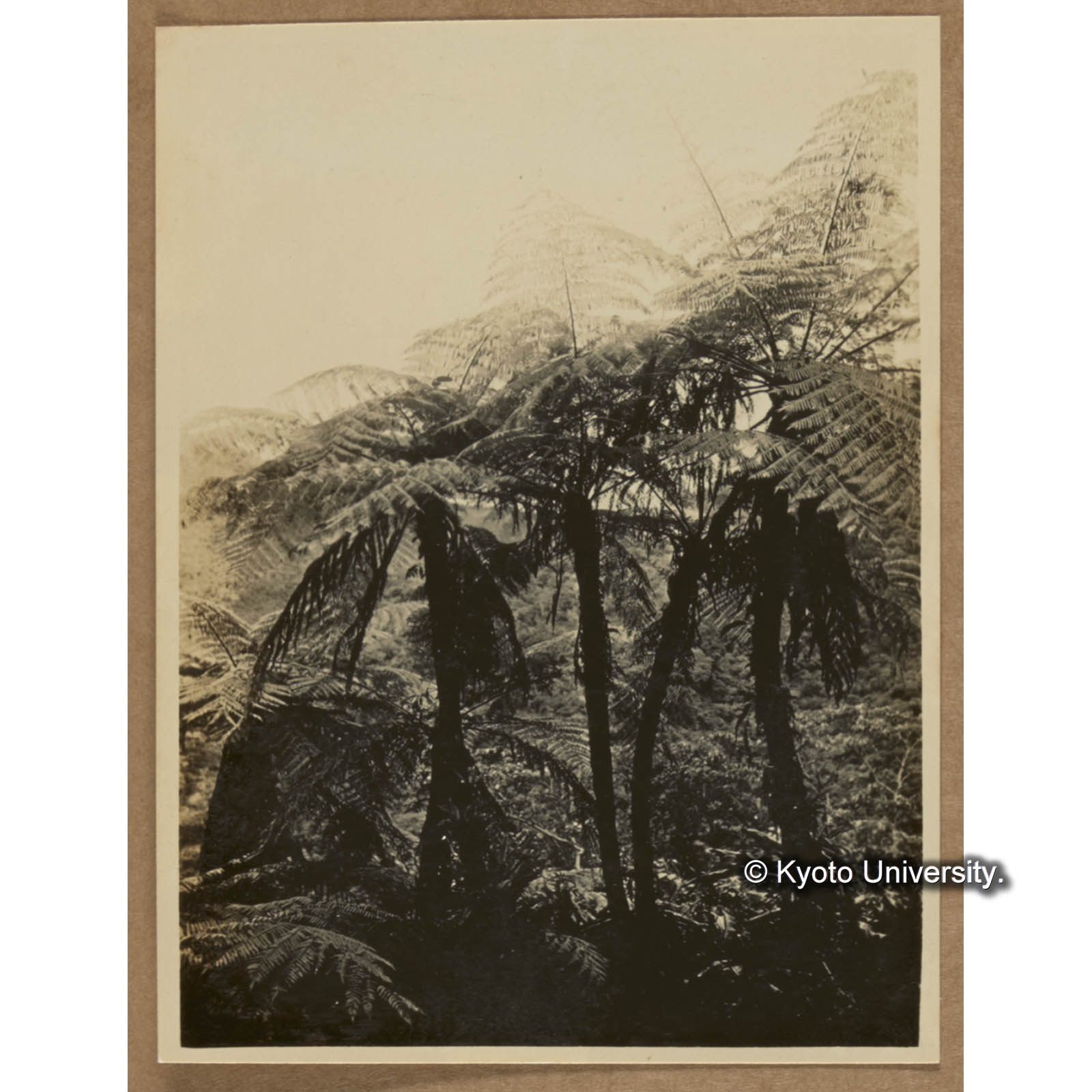 タイワンヘゴ（扇平） (1)