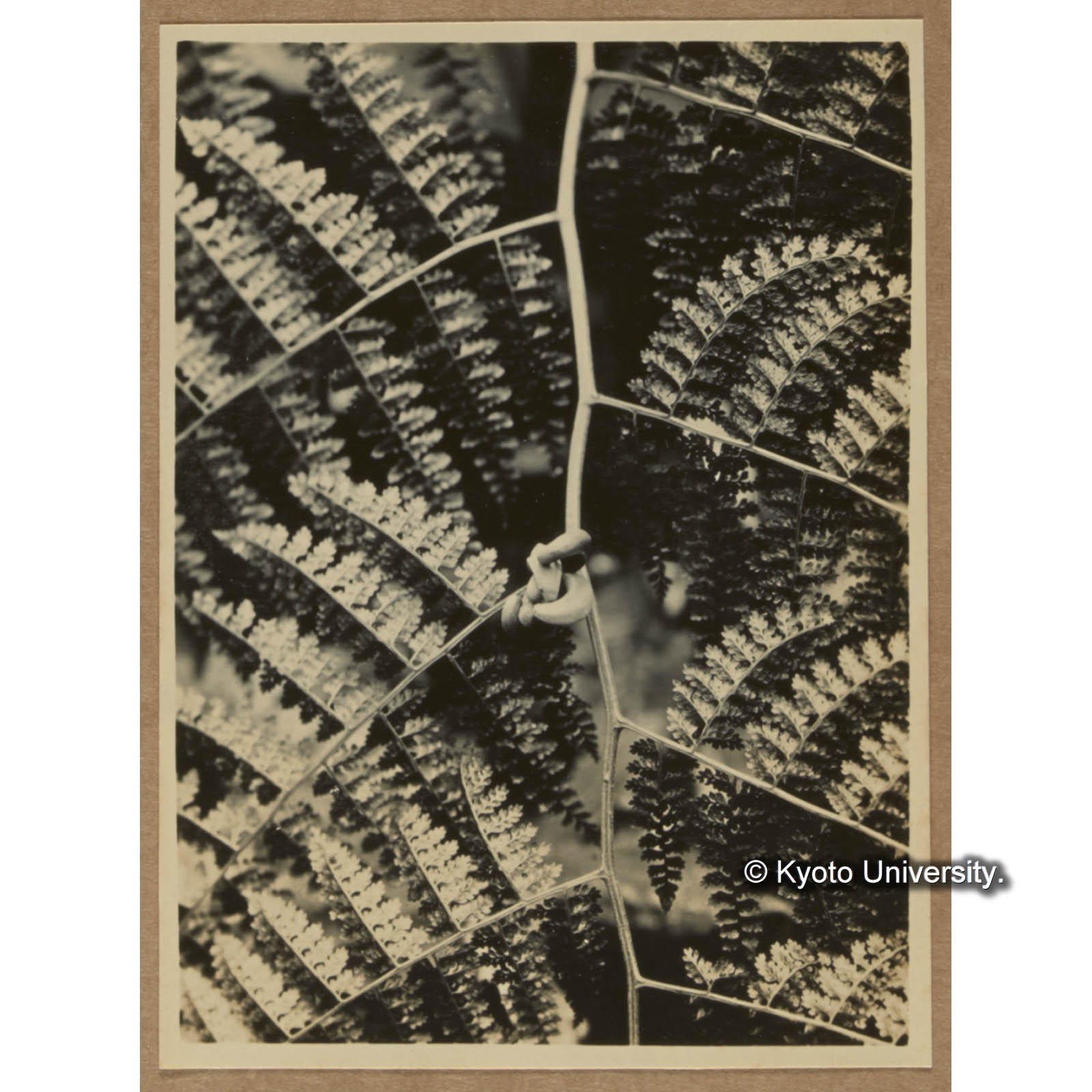 ムカデシダ（扇平） (1)