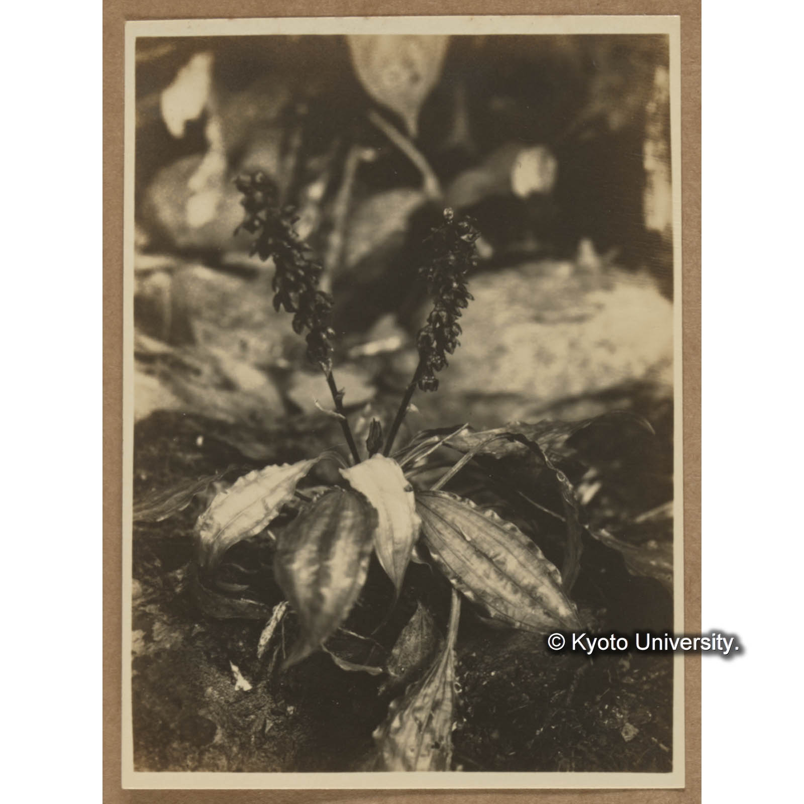 ヒメバラン （扇平） Aspidistra attenuata Hay (1)