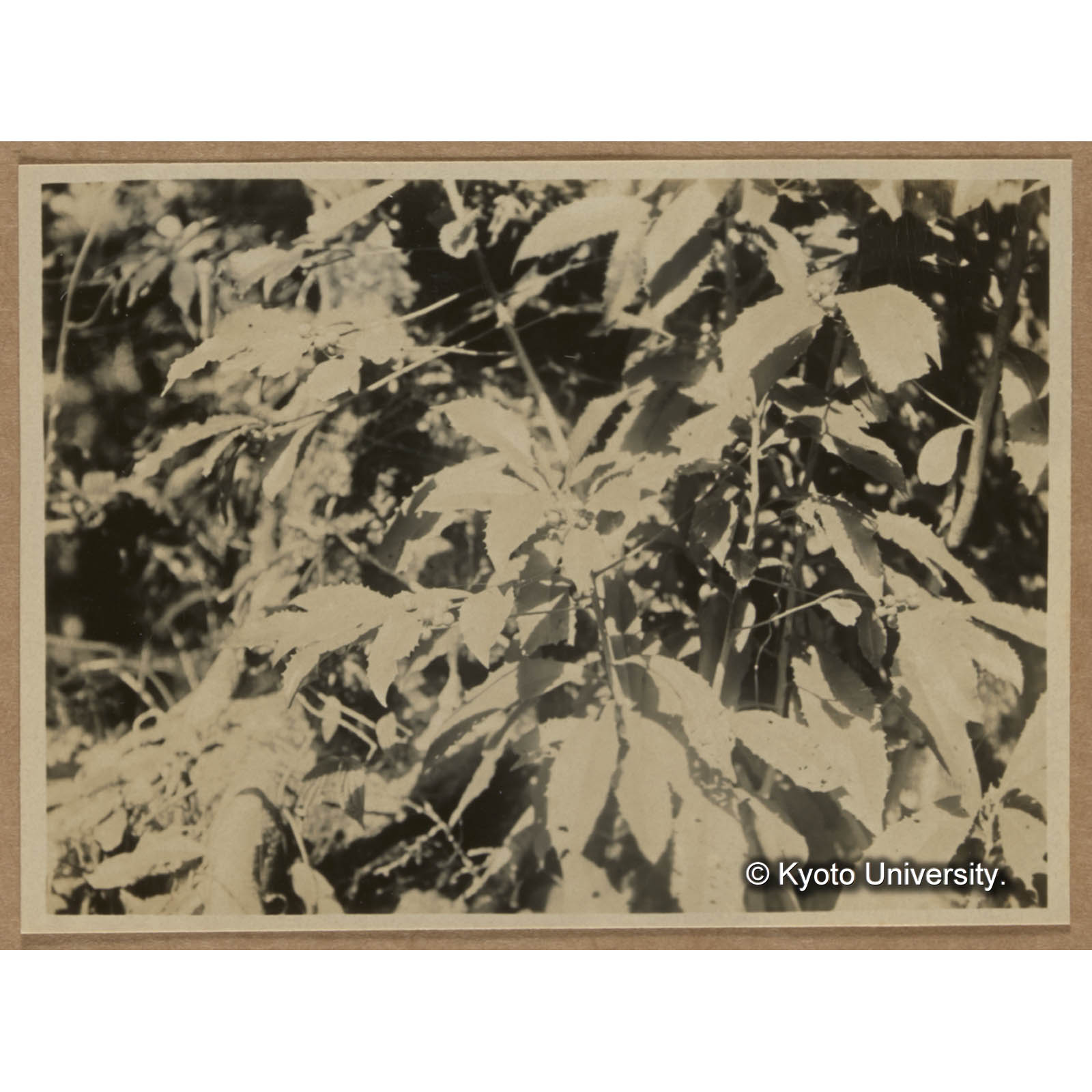 アリサンマンリョウ（扇平） Bladhia cornudentata Nakai (1)