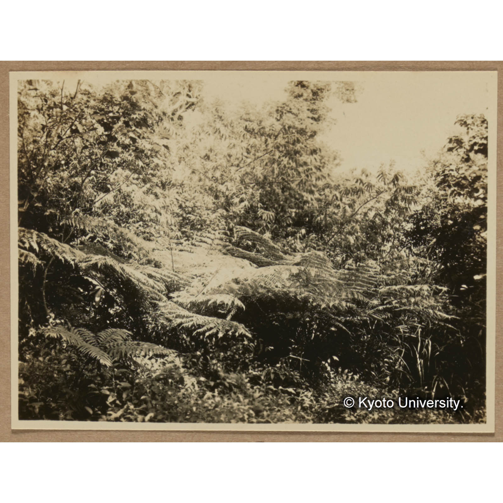 タイワンヘゴ。左端，小なるはナチシダ（池鯉鮒付近） (1)