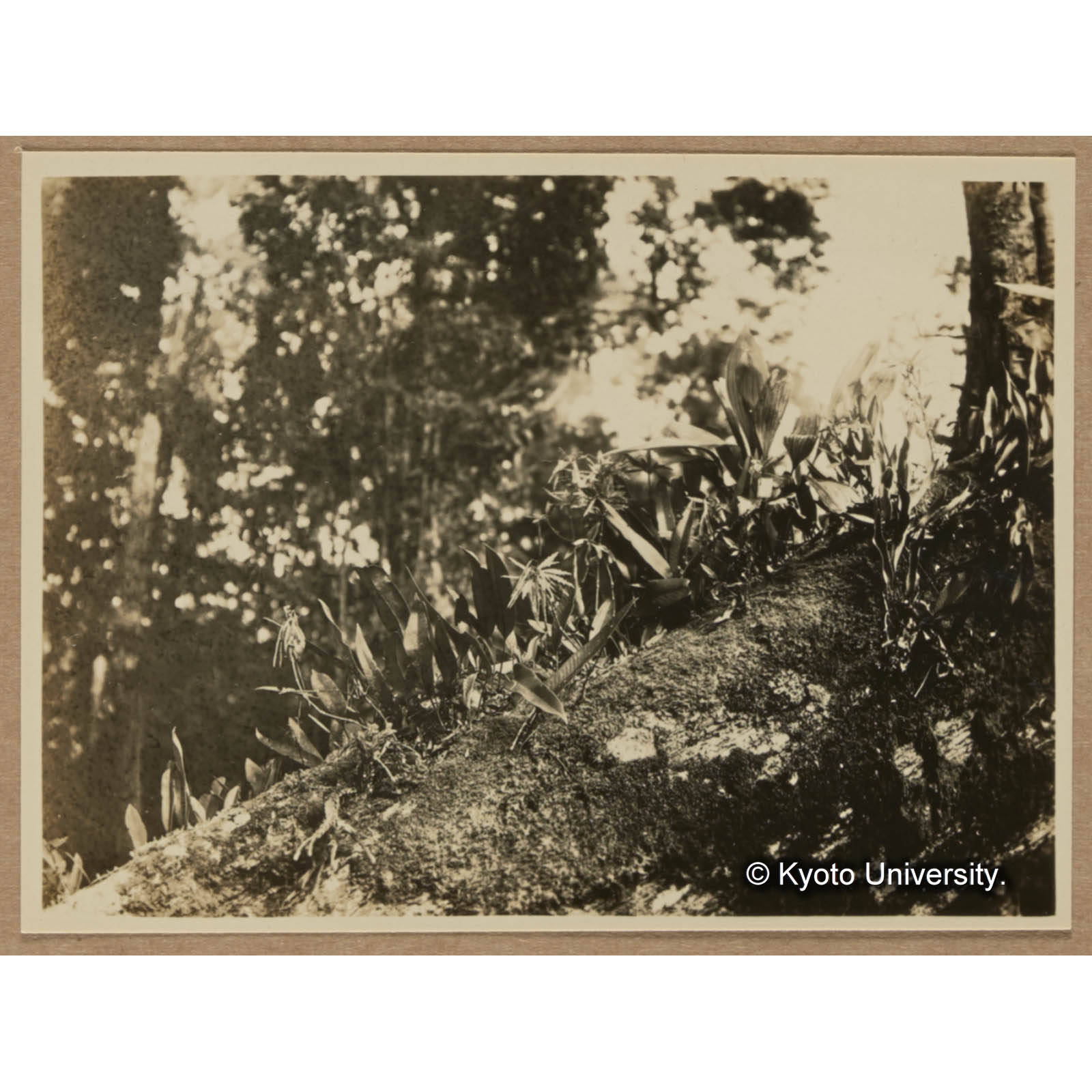 生倒木上に雑居するタイワンシシンラン，ヒトツバ，ナンカクラン等（池鯉鮒付近） (1)