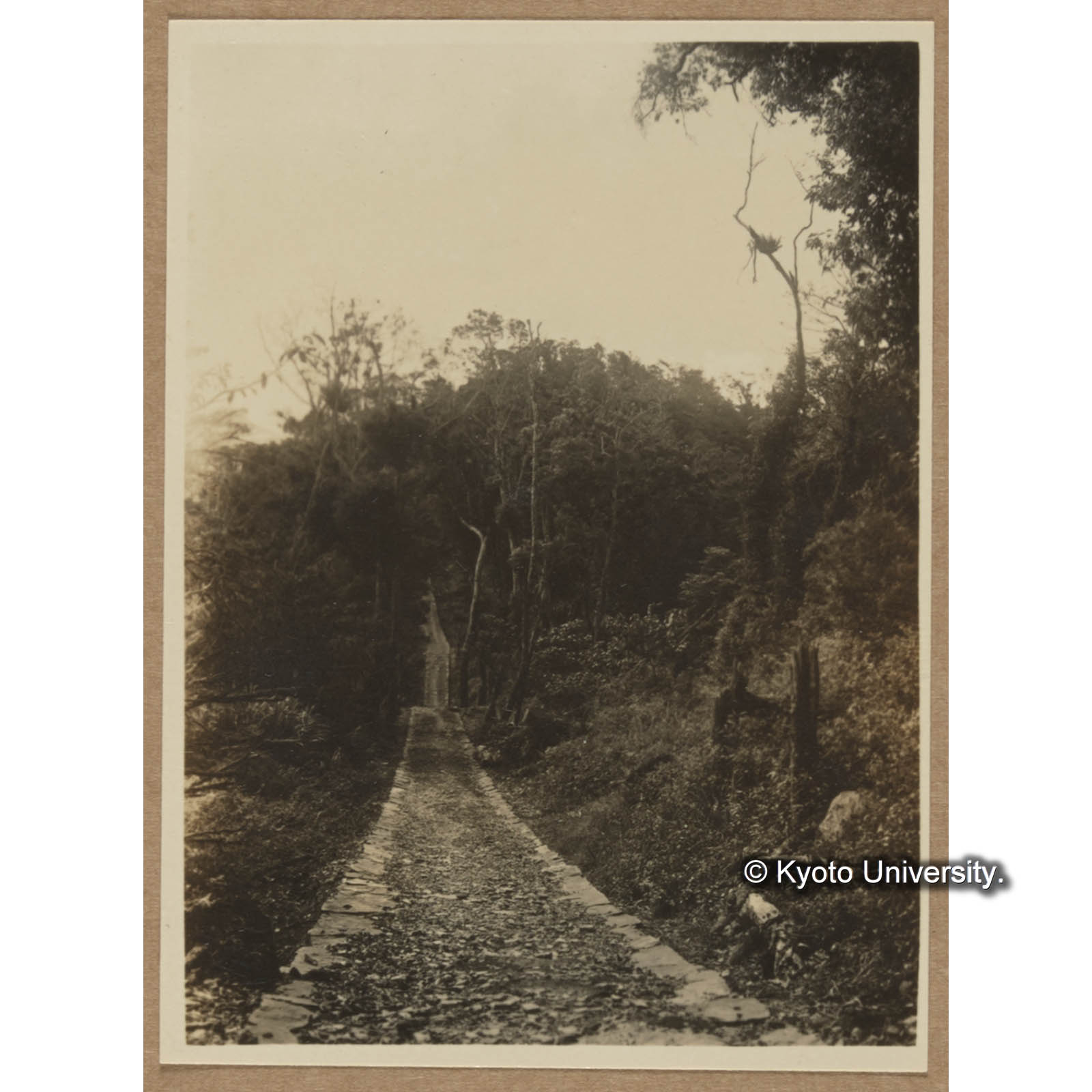 南鳳山警備線道路付近の林相 (1)