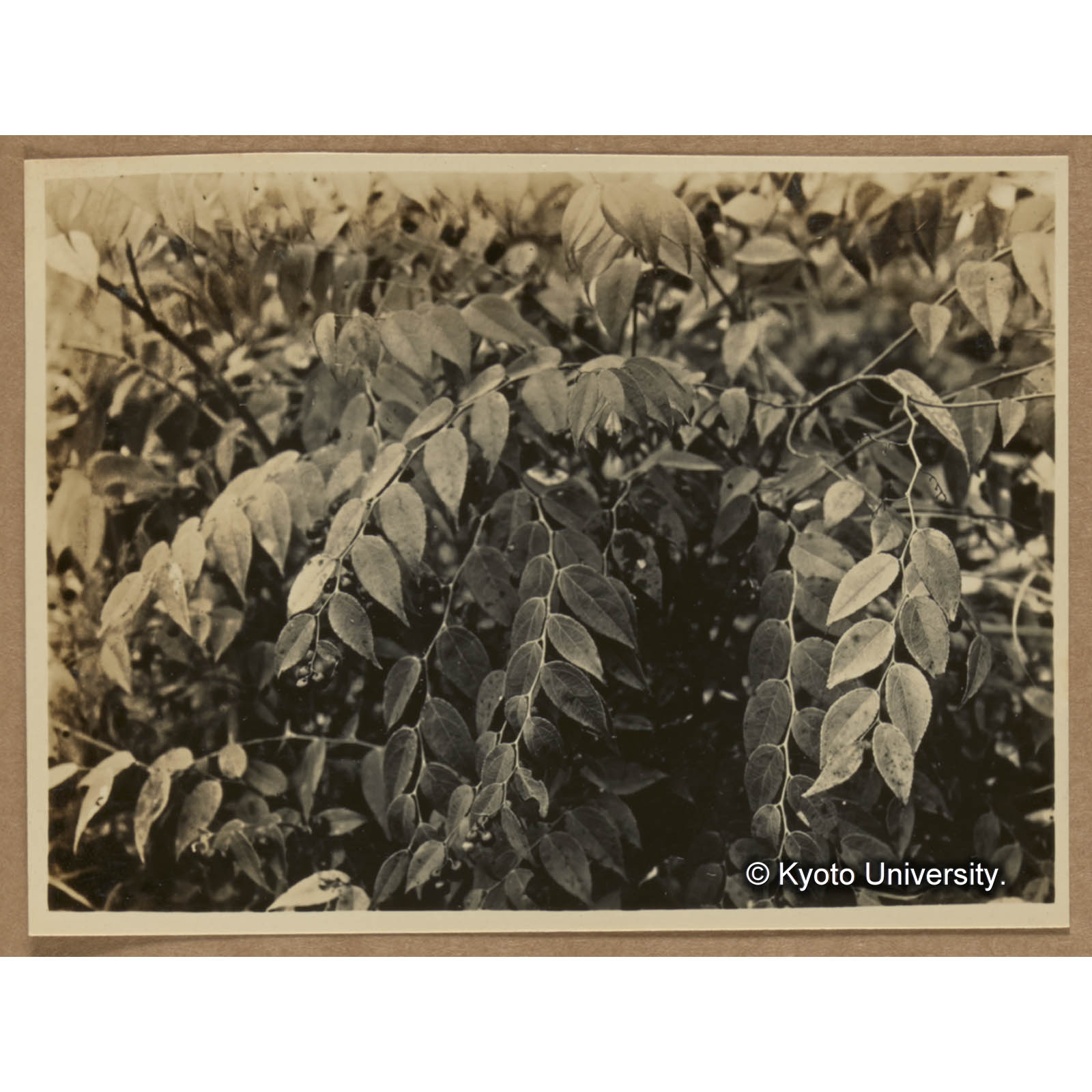 タイワンシラタマ。名はシラタマだが果実は黒熟す（鳳崗山頂上） (1)