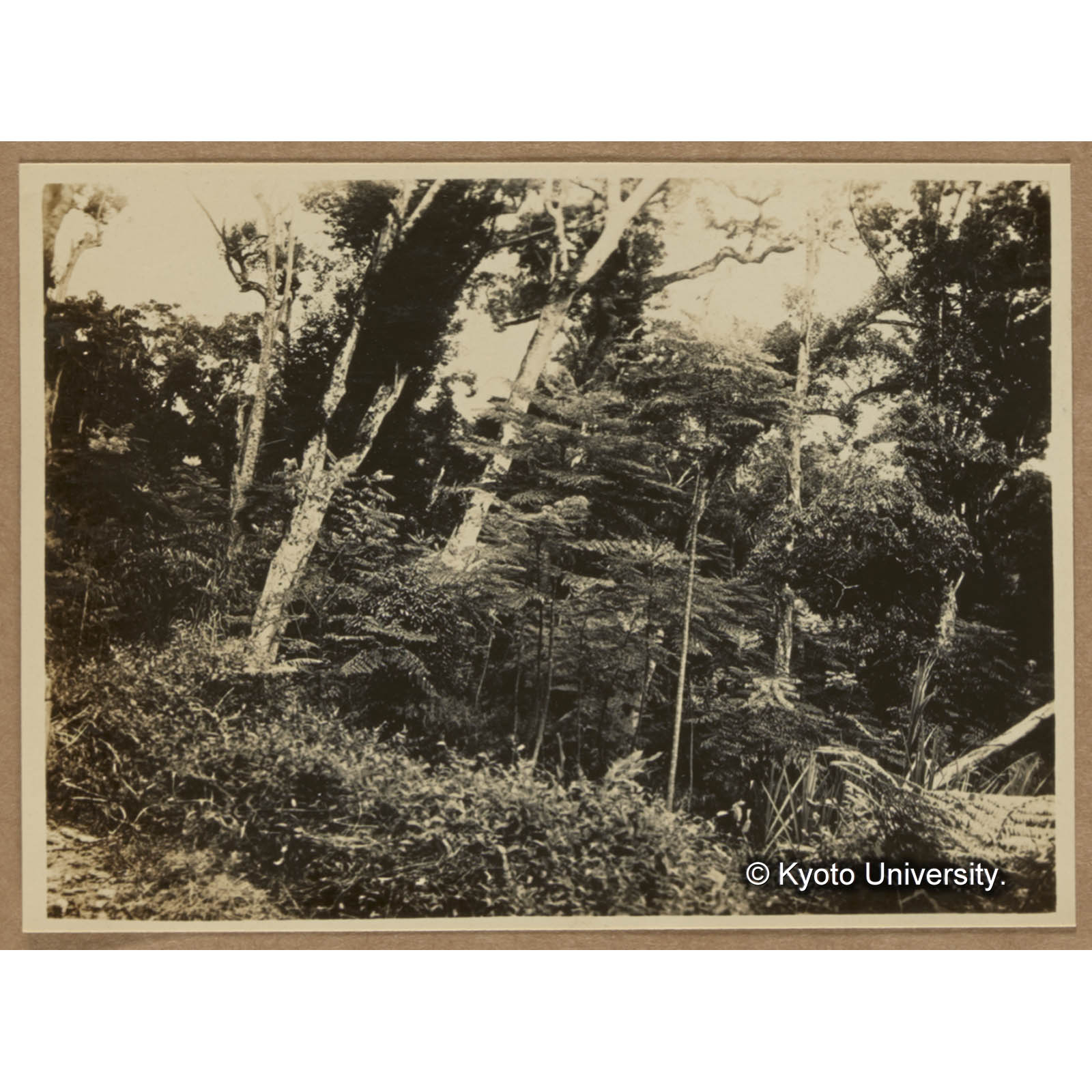 警備線道路に沿ってその伐採跡地に第一に侵入し迅速なる成長をなすところのウラジロタラノキ，良く成長するものは１年生にして３～４mに達するものあり（吉田駐在所付近） (1)