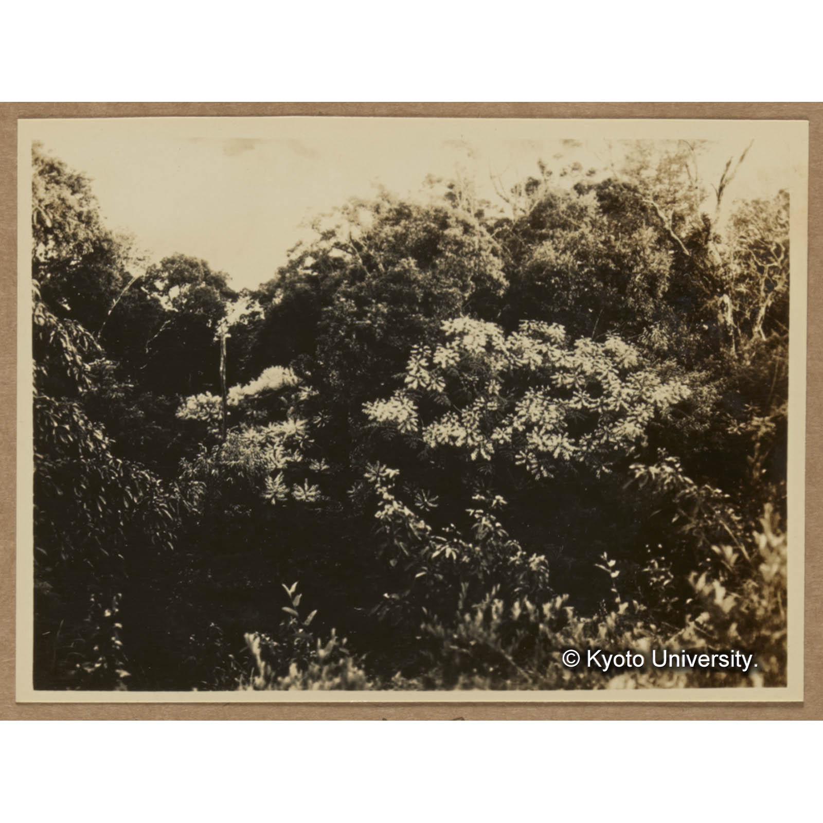 ウラジロタラノキの花（鳳崗山） (1)