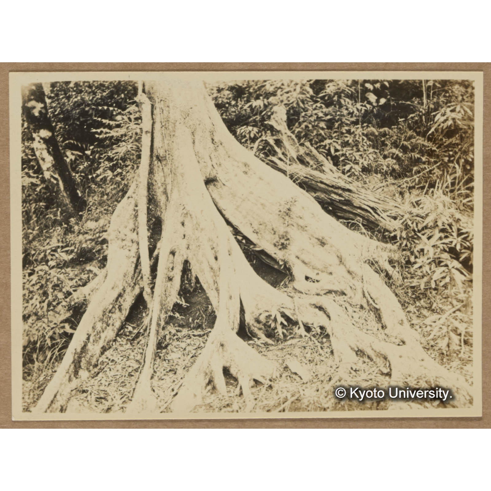 板根（Lithocarpus sp.）（吉田駐在所付近） (1)