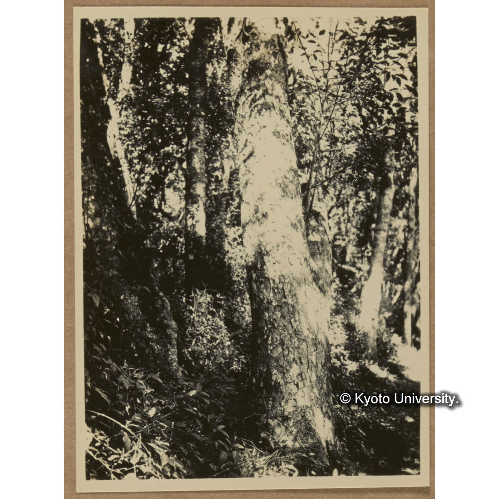 タイワンハンノキのBark（朝日山） (1)