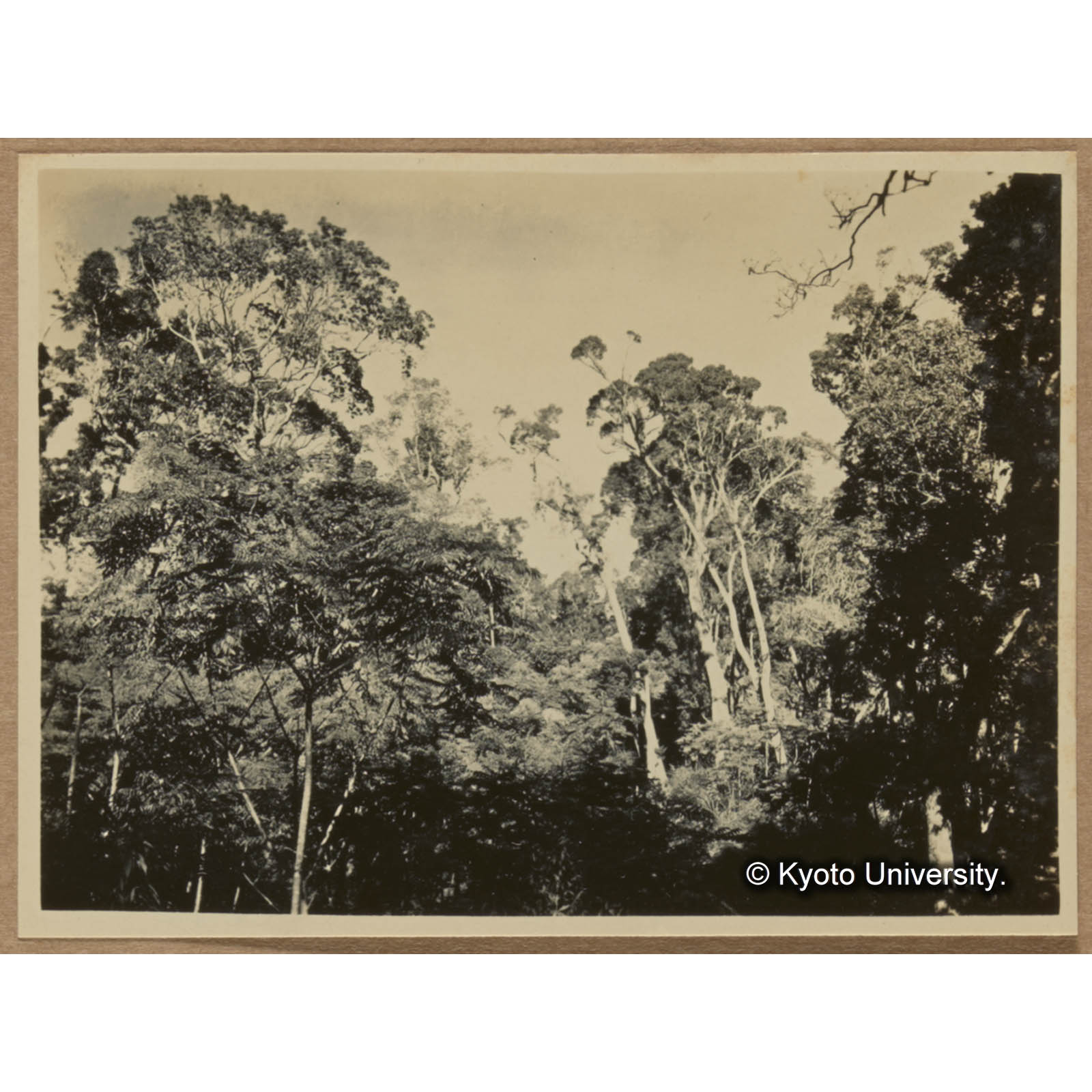 朝日山北肩に於ける林相 (1)