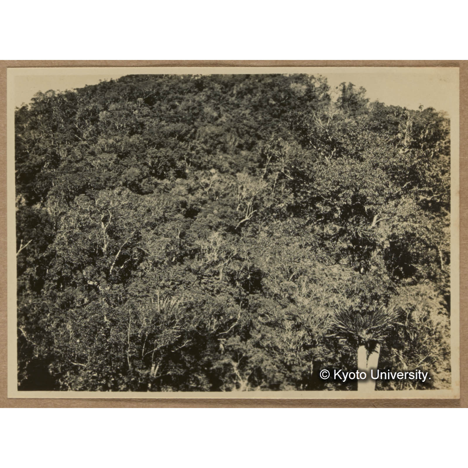 朝日山北肩に於ける林相 (1)