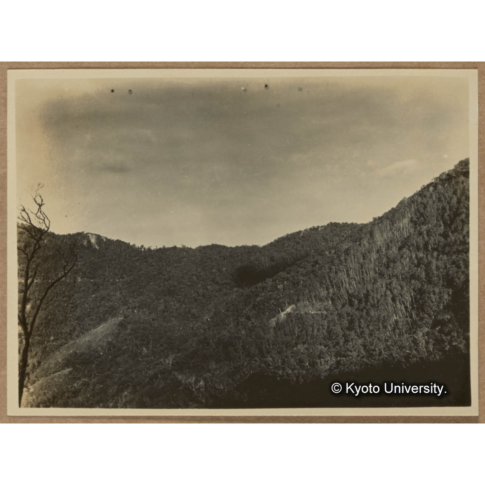 写真57に於いて示されたるタイワンハンノキの純林をさらに近くの渓南山駐在所から見たものである。この純林は崩壊跡地に生じたもので年齢はほぼ同一にして胸高直径30～50cmあり（渓南山） (1)