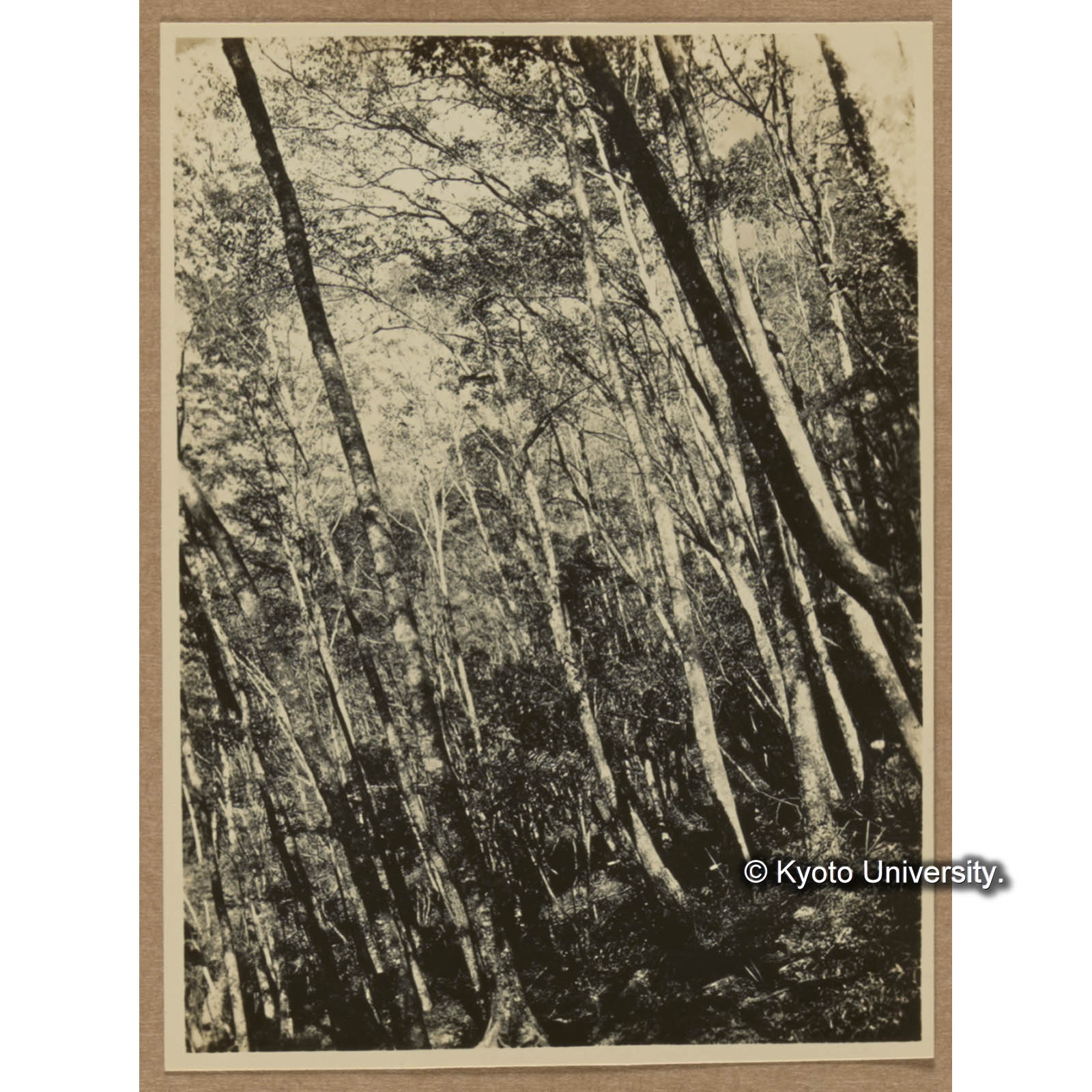 タイワンハンノキ林の内部（比較的林線）（渓南山） (1)