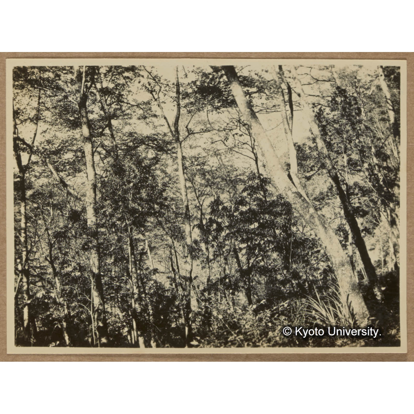 同。殆ど中心部。常緑樹は写真60に比して多く侵入しその成長も良好である（渓南山） (1)