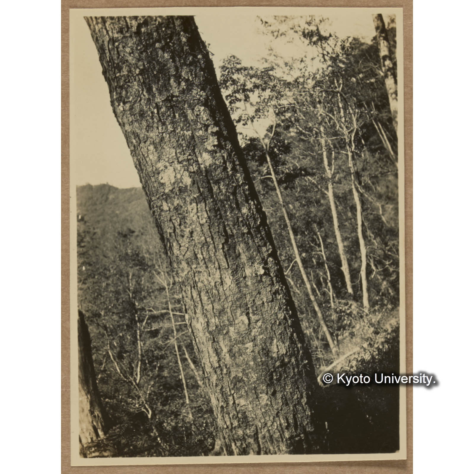 タイワンハンノキのBark〔樹皮〕を示す (1)