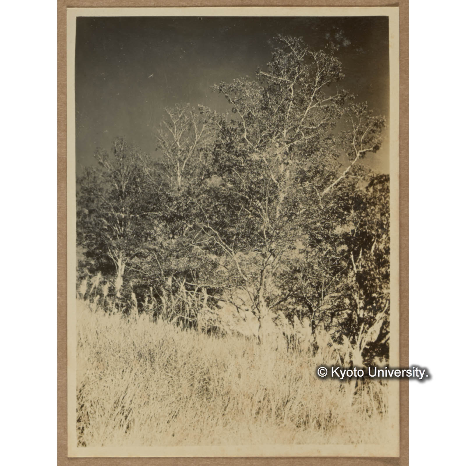 林縁に生じたタイワンハンノキで自由に枝条を伸展したその樹形である（渓南山） (1)