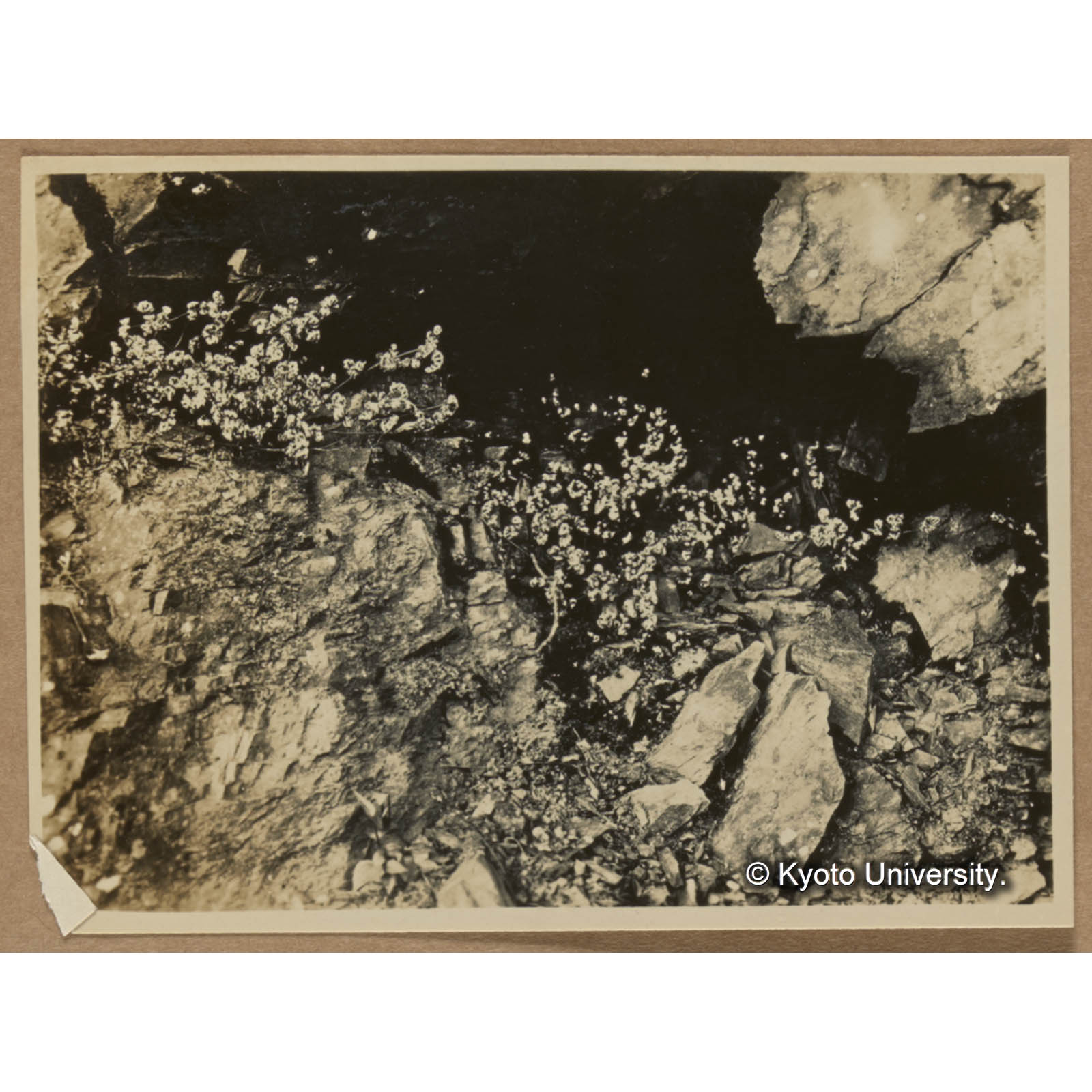 コナシダ。乾燥のため葉が捲縮したるもの（頭剪山駐在所付近） (1)