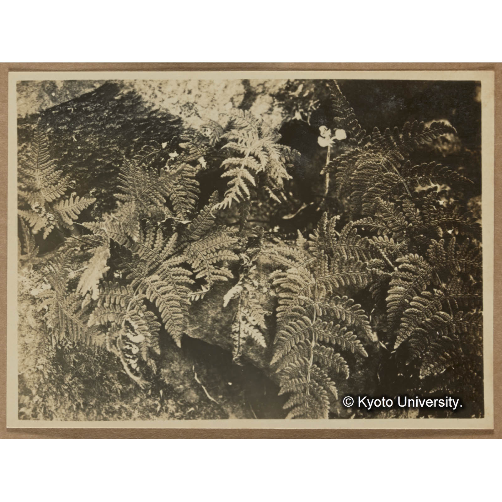 同。正常なる場合（渓南山） (1)