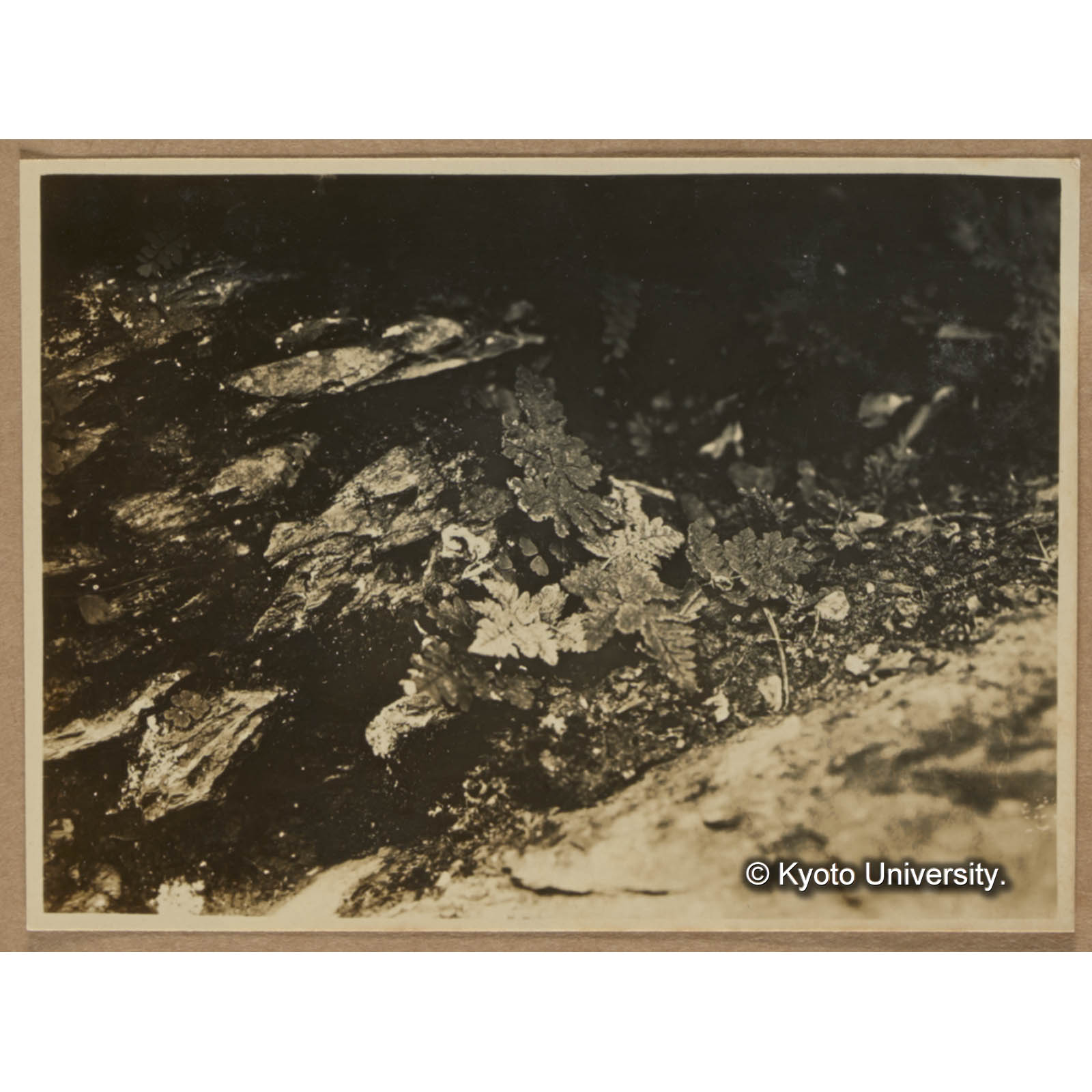 同。捲縮を始めつつあるもの（頭剪山駐在所付近） (1)