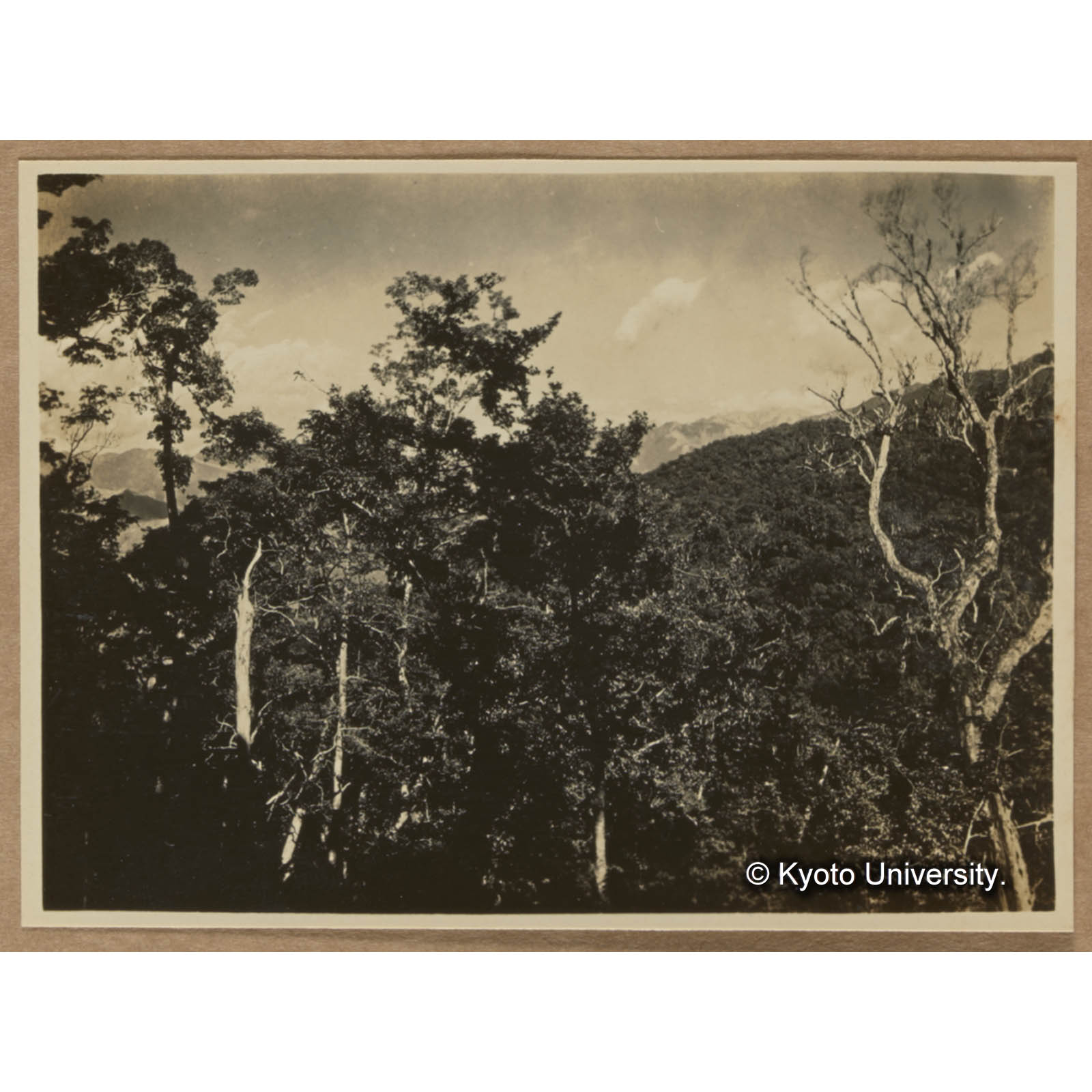 藤枝駐在所付近の森林。遠く見ゆる高峯は新高山 (1)