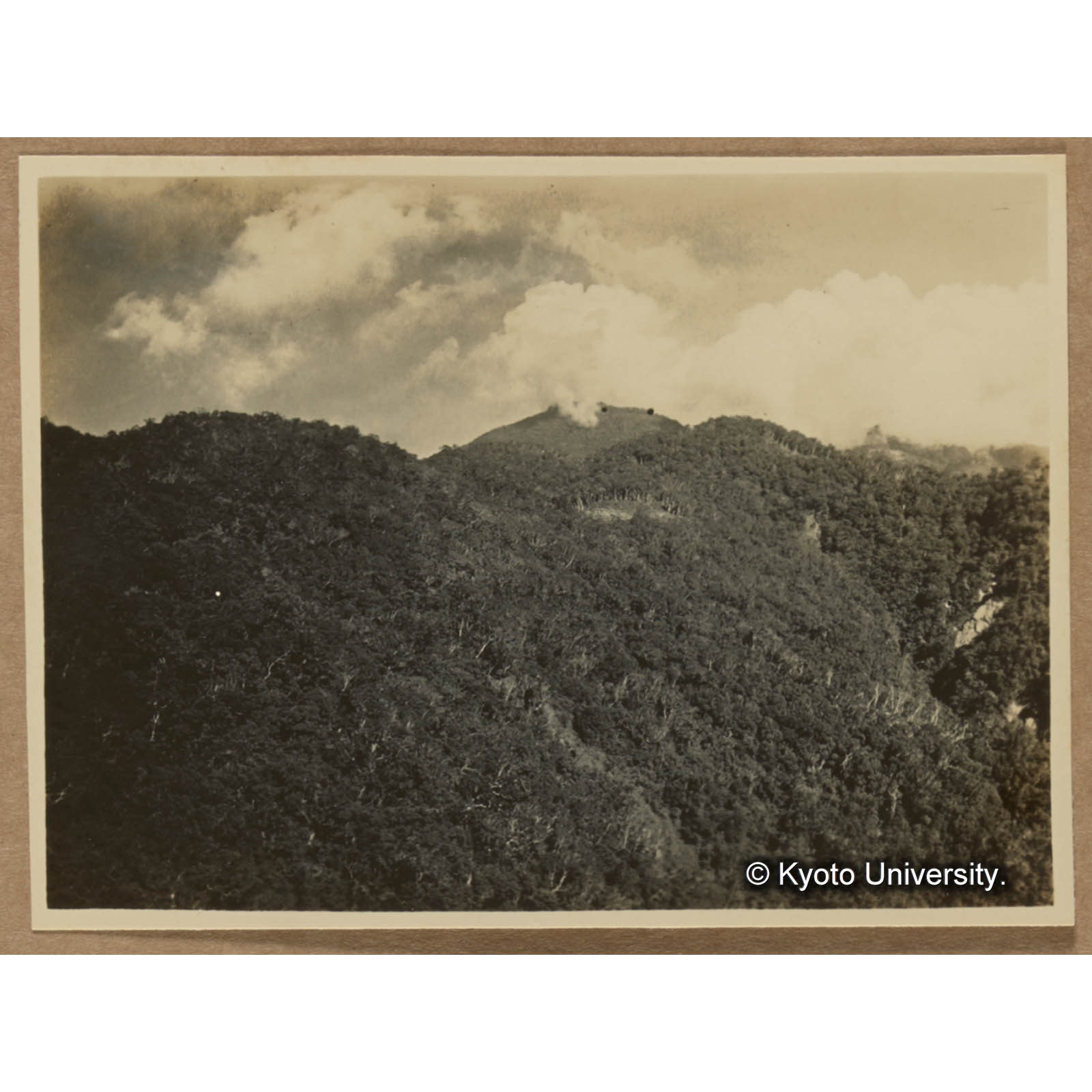 藤枝付近の植相 (1)