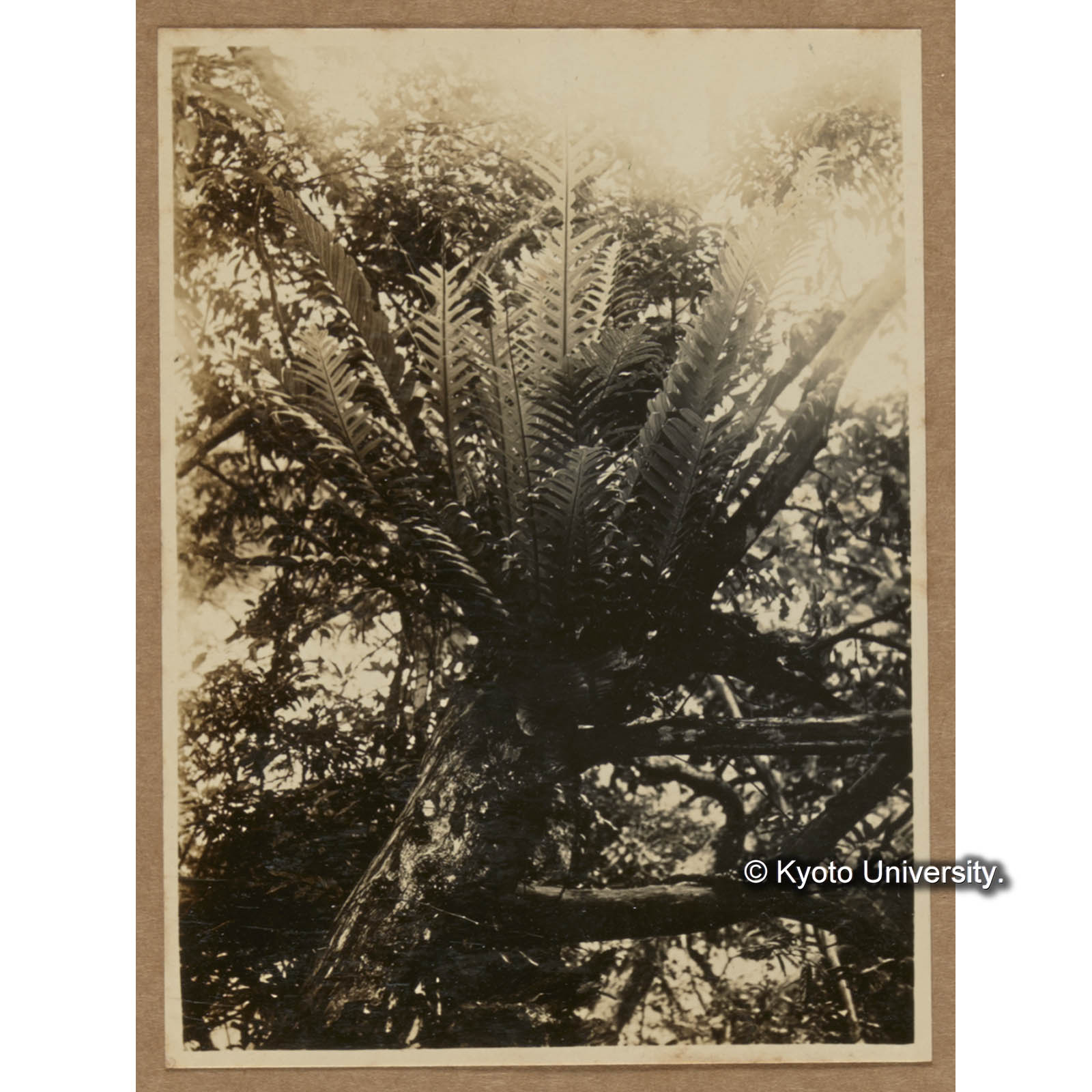 樹幹に着生するカザリシダ（扇平） (1)