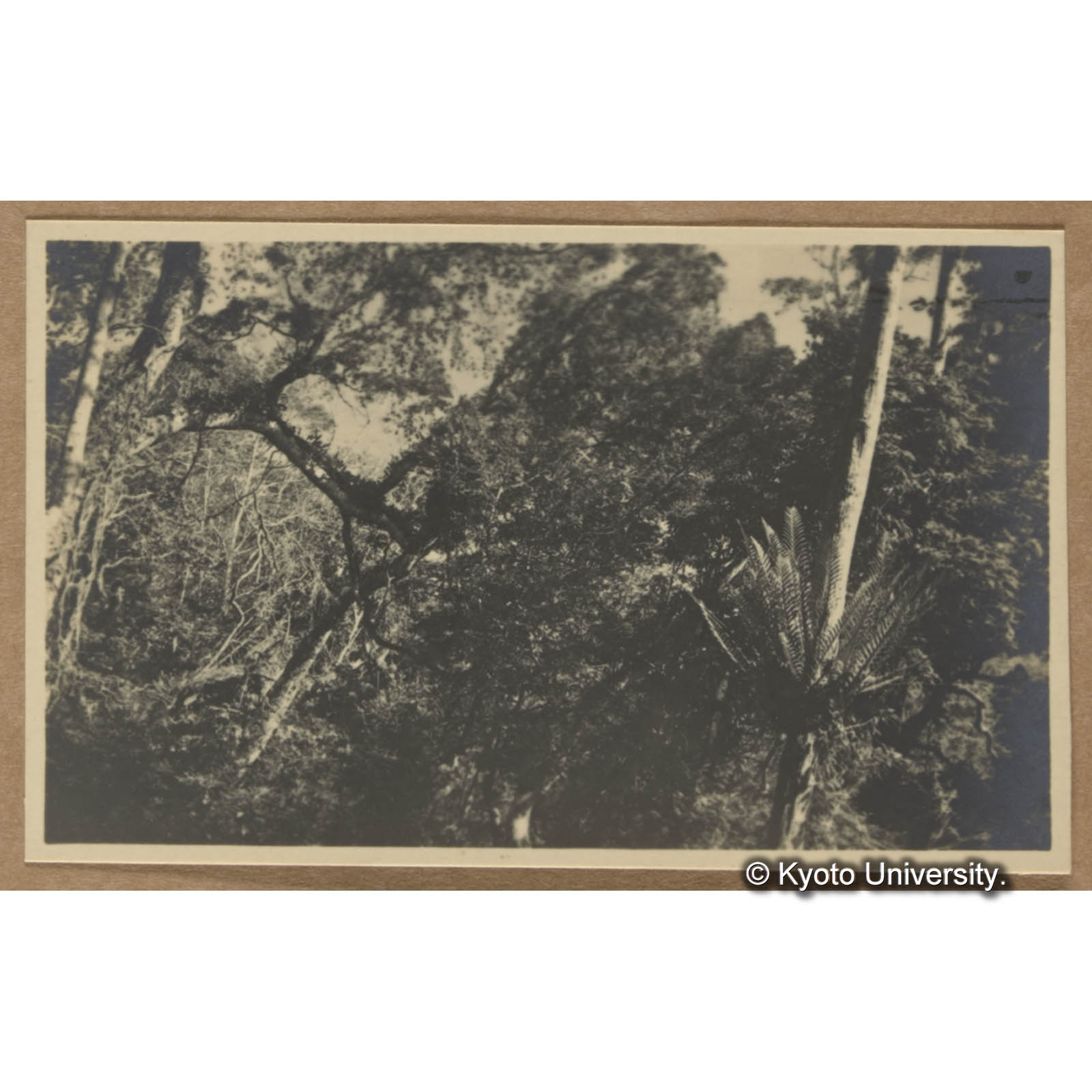 中心崙駐在所付近の樹林 (1)