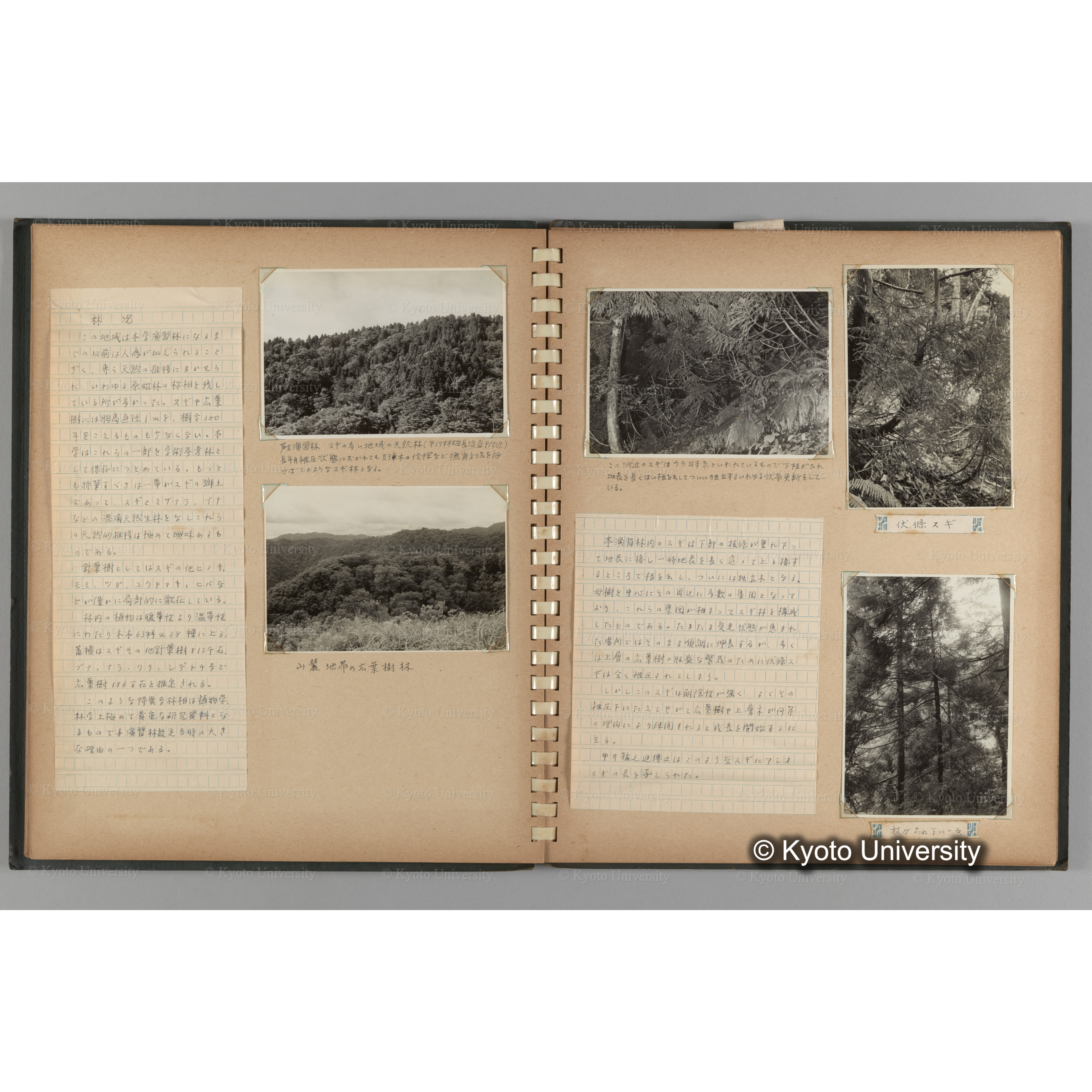 [国内演習林緑アルバム1957(緑色表紙)] PHOTO ALBUM (ラベル)「No.2 芦生演習林」. (10)