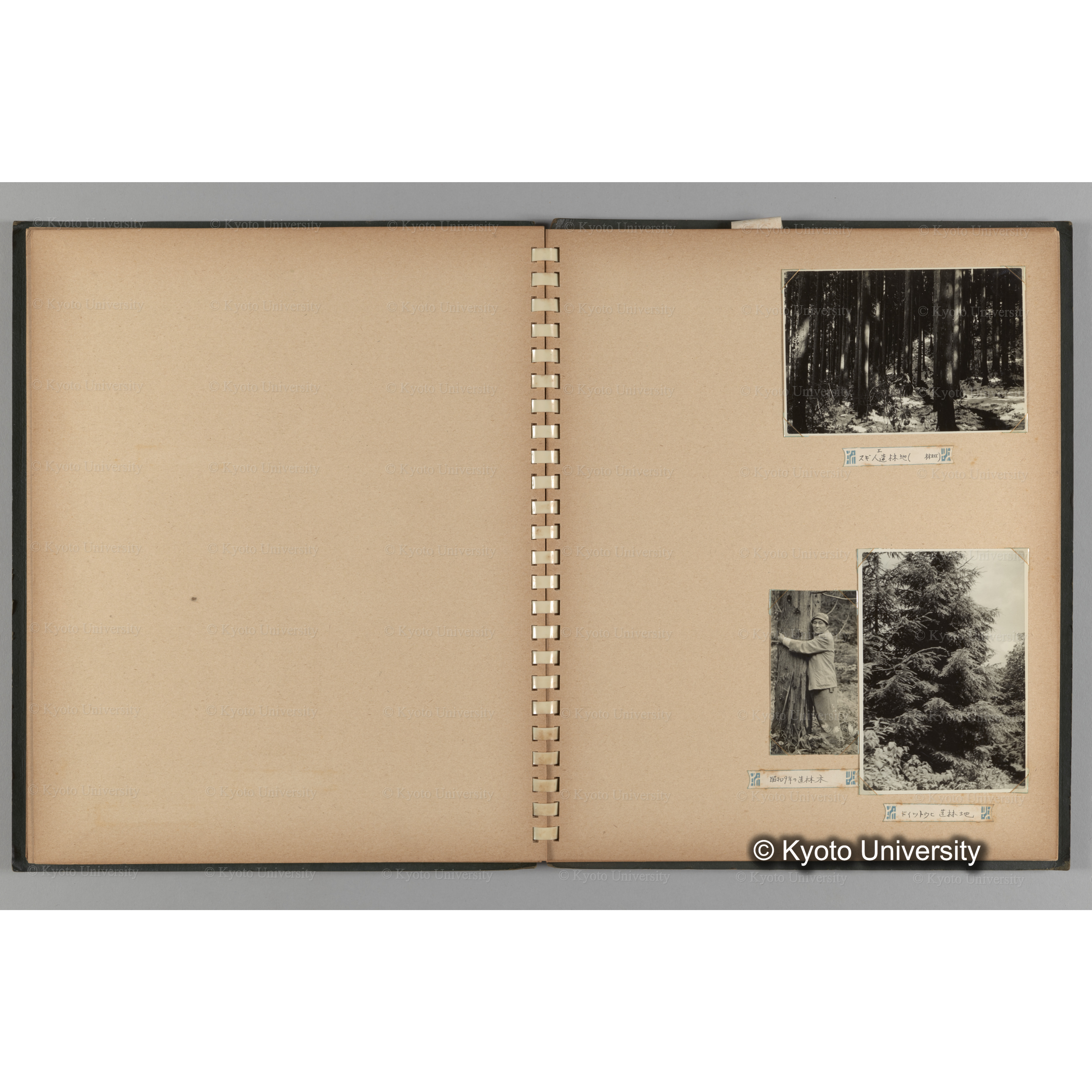 [国内演習林緑アルバム1957(緑色表紙)] PHOTO ALBUM (ラベル)「No.2 芦生演習林」. (13)