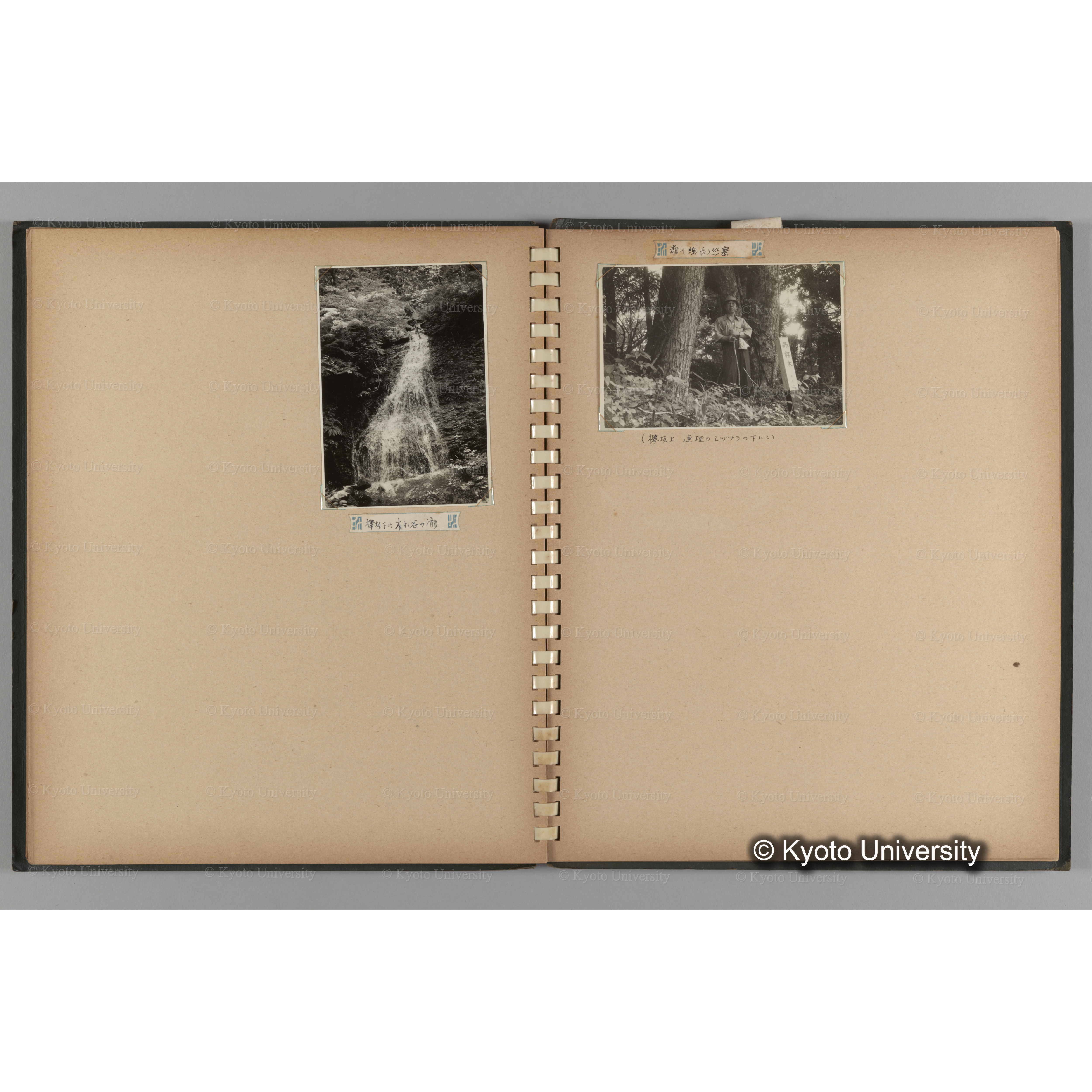 [国内演習林緑アルバム1957(緑色表紙)] PHOTO ALBUM (ラベル)「No.2 芦生演習林」. (14)