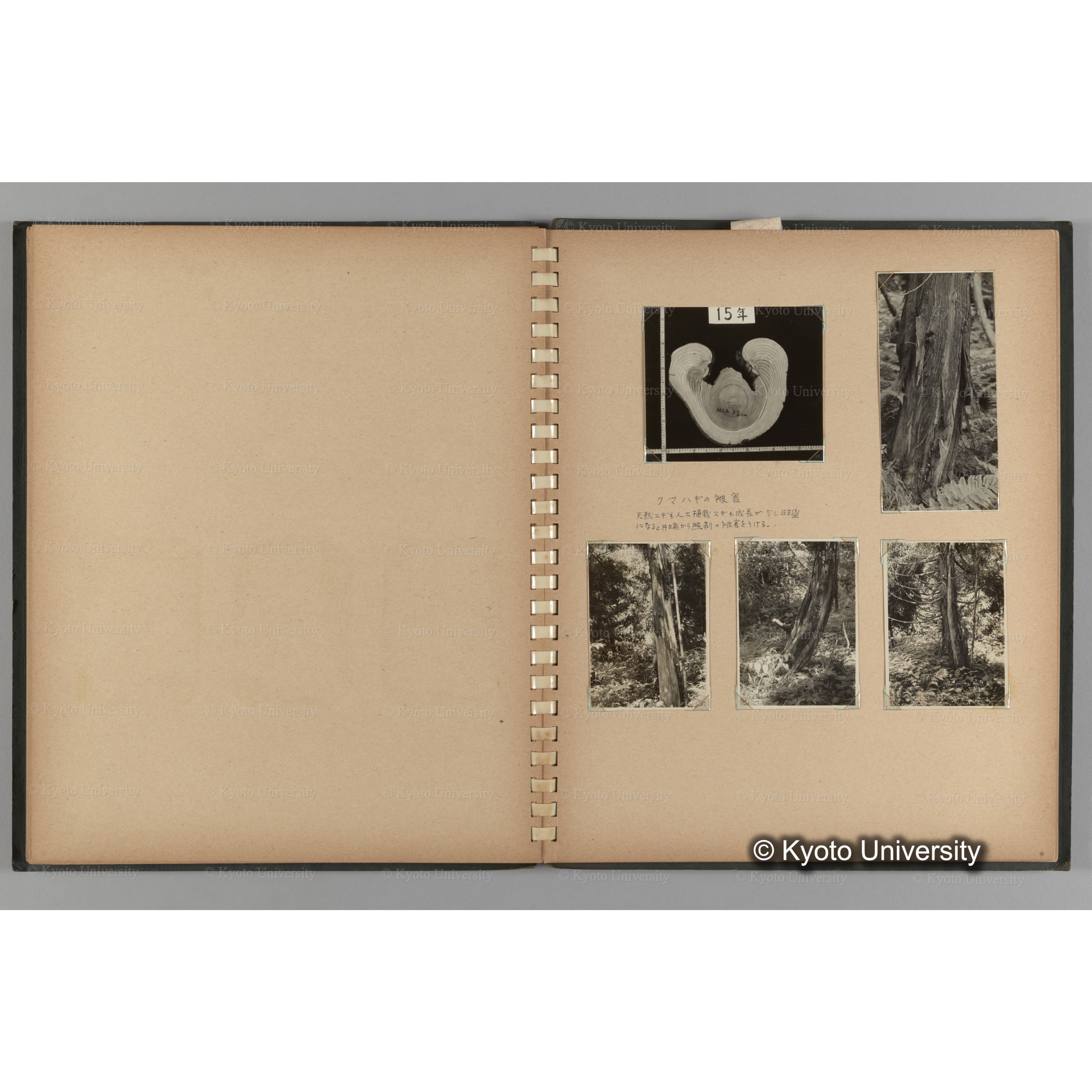 [国内演習林緑アルバム1957(緑色表紙)] PHOTO ALBUM (ラベル)「No.2 芦生演習林」. (15)