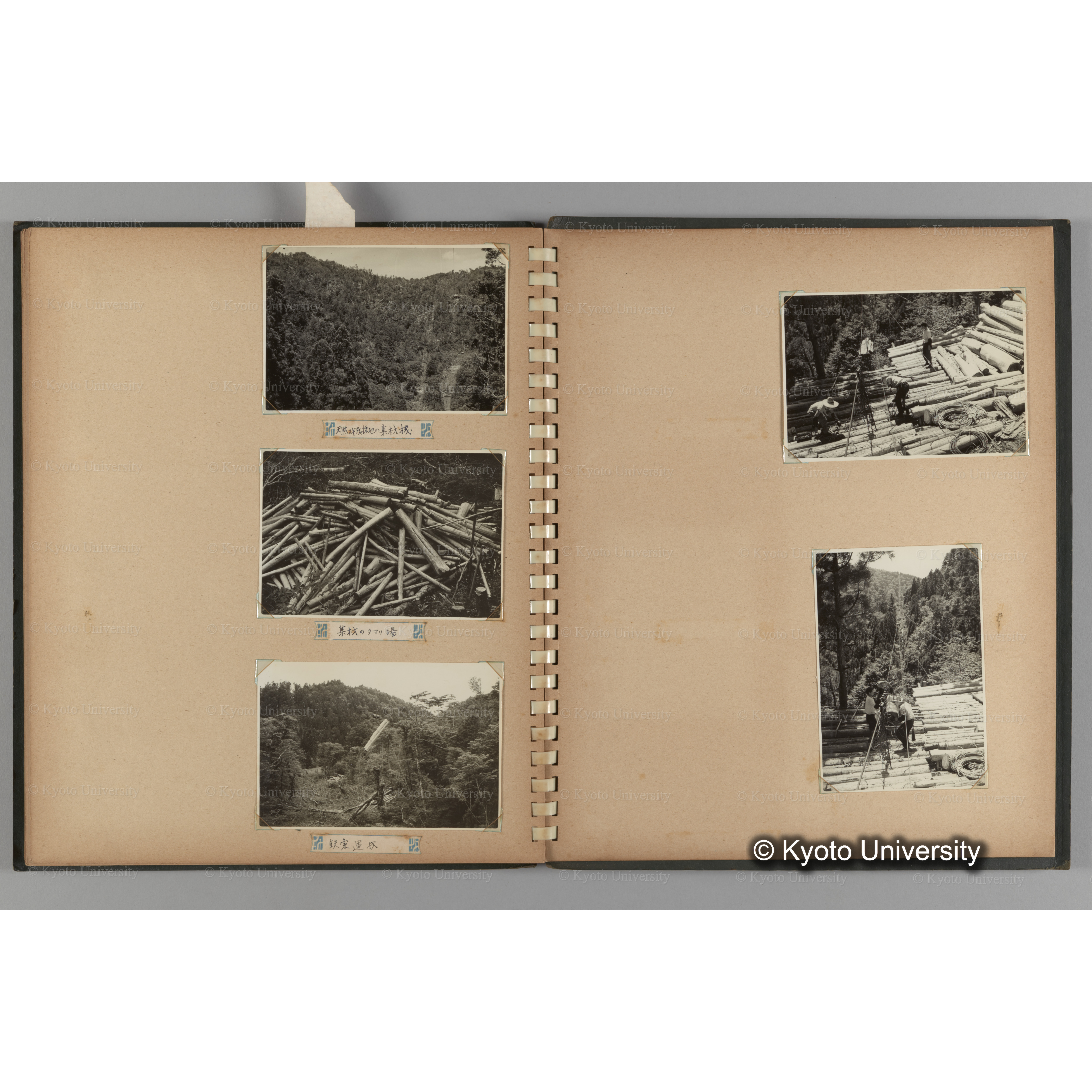[国内演習林緑アルバム1957(緑色表紙)] PHOTO ALBUM (ラベル)「No.2 芦生演習林」. (18)