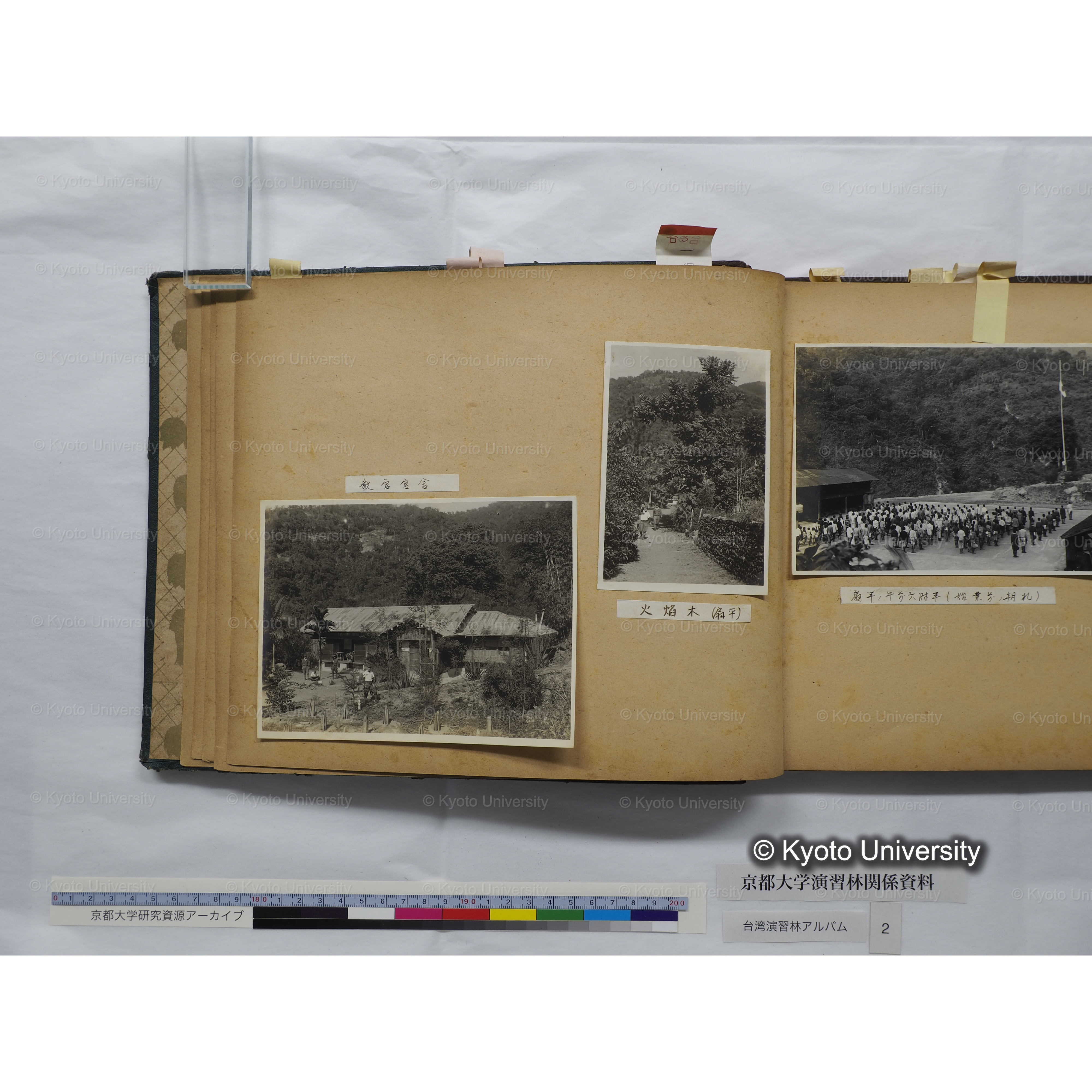 [台湾演習林アルバム(緑色表紙・赤茶色裏表紙)] (18)